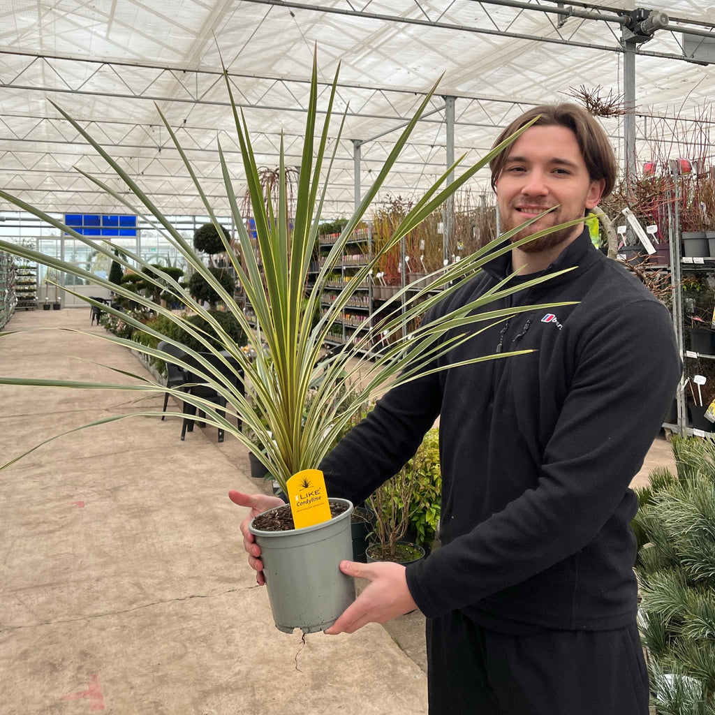 Cordyline australis 'Torbay Dazzler' 2L