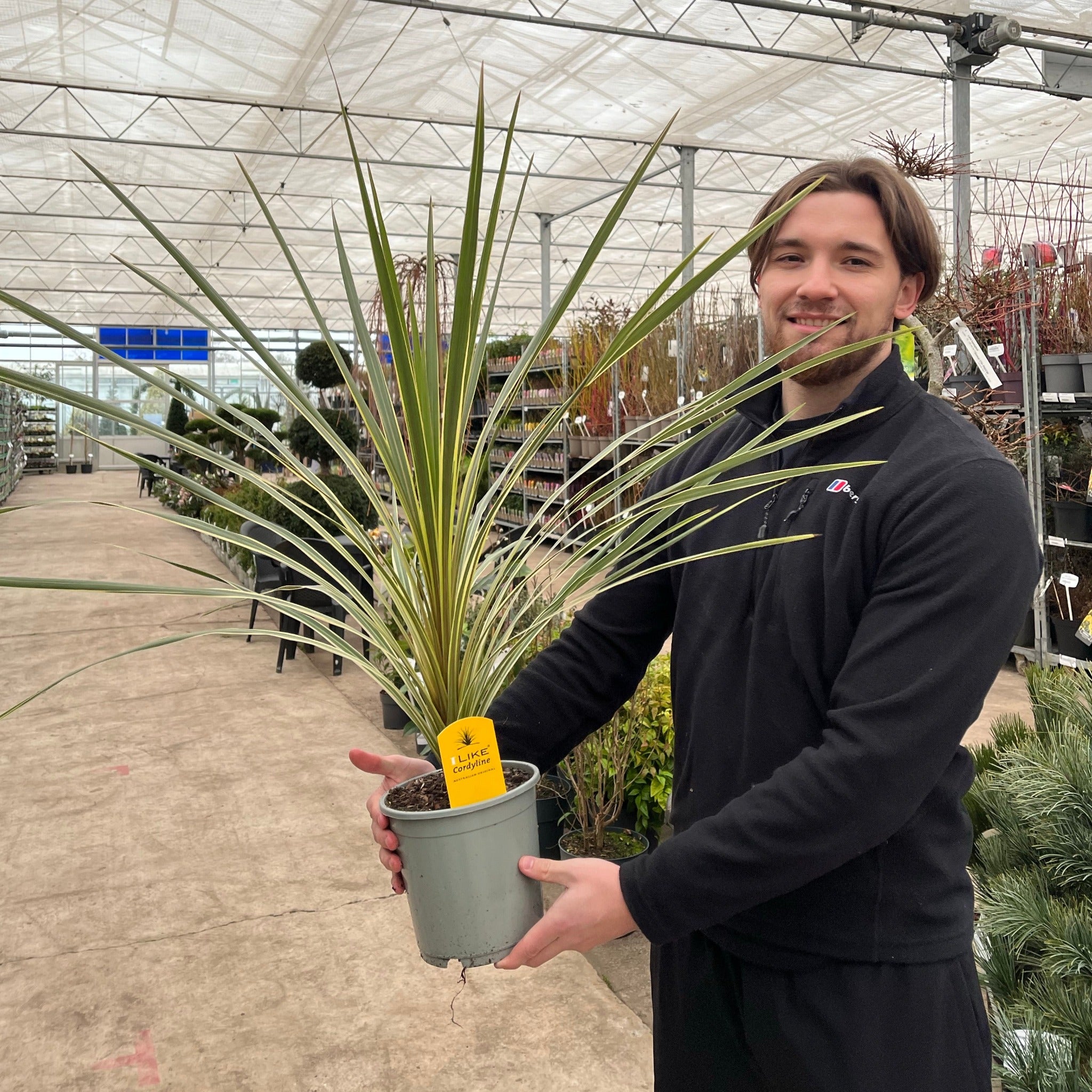 Cordyline australis 'Torbay Dazzler' 2L