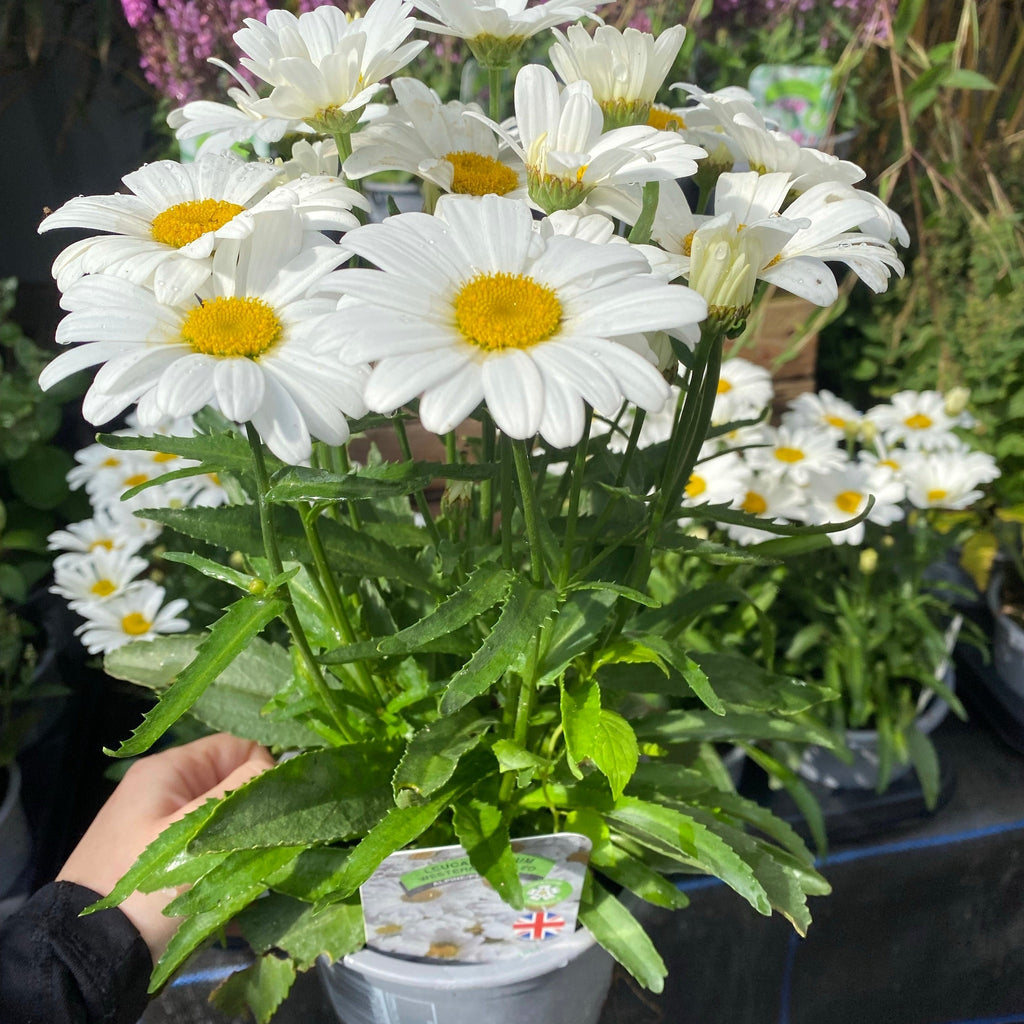 Leucanthemum 'Western Star Taurus' 1.5L