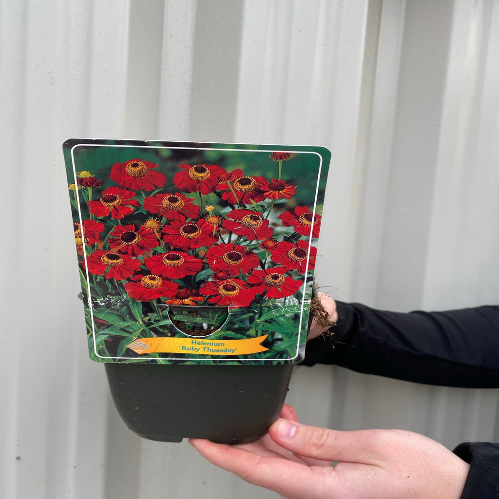 Helenium 'Ruby Thuesday' 1.5L