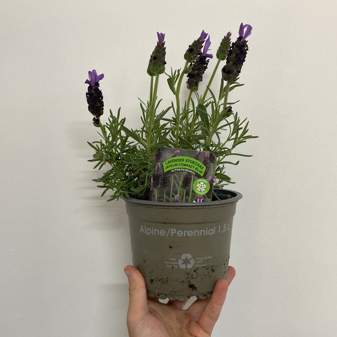 Lavender Stoechas Javelin Blue 9cm/1.5L