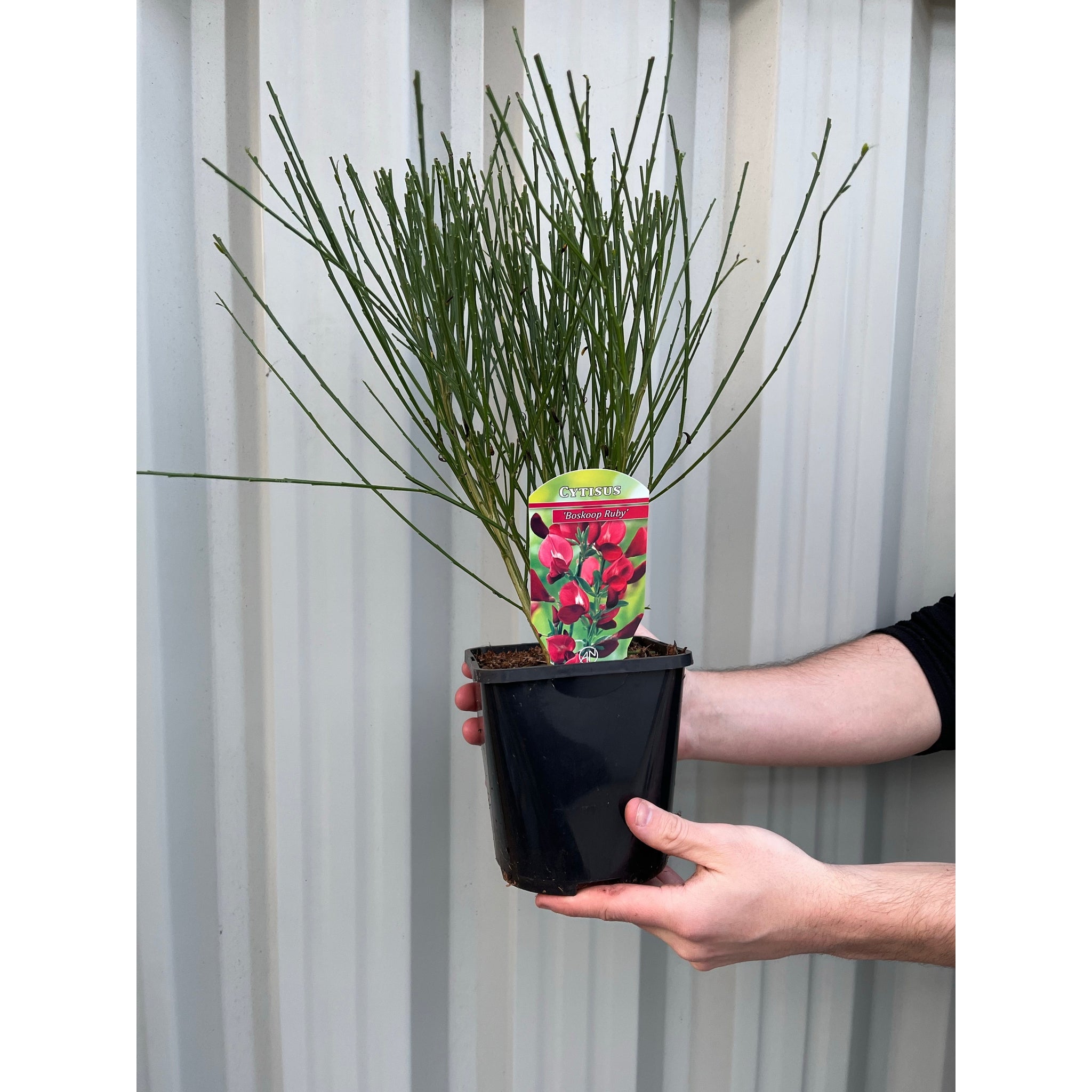 Cytisus x boskoopii 'Boskoop Ruby' 1.5L