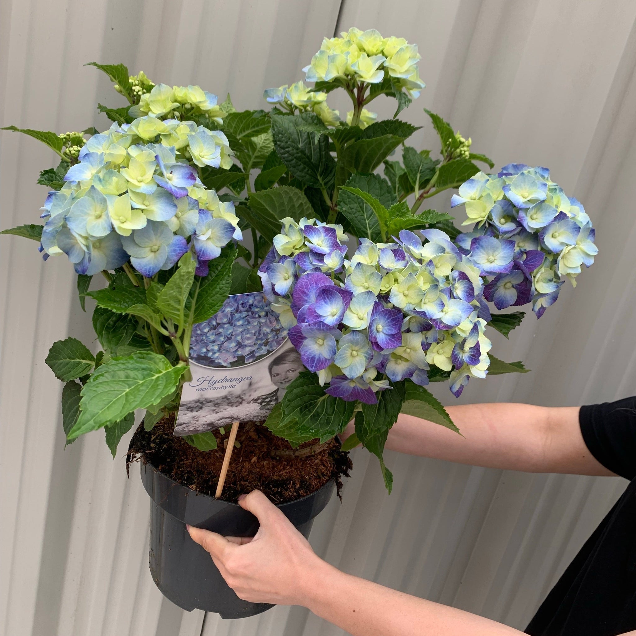 Hydrangea macrophylla 'Blue Ball' 9cm-5L