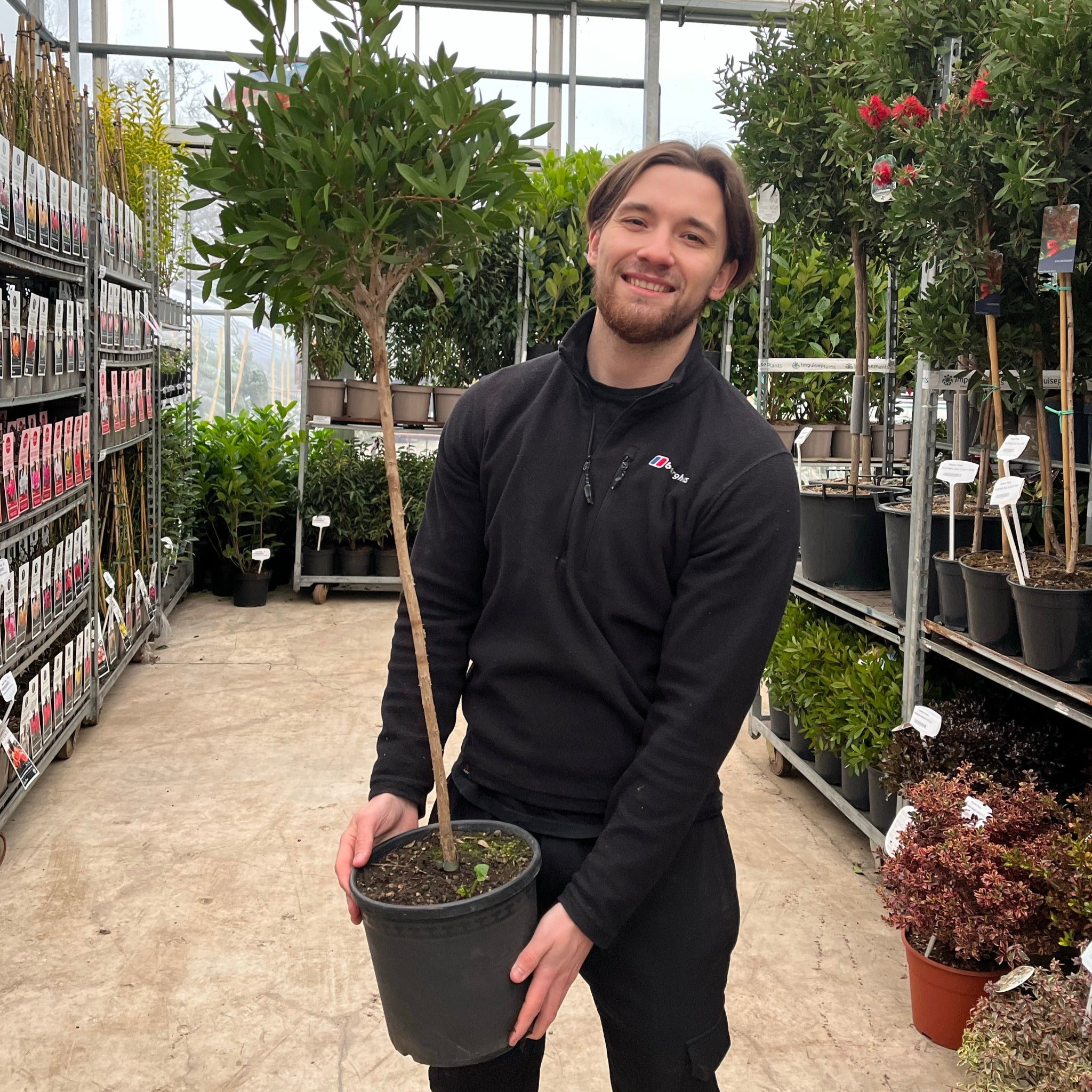 Standard Callistemon 'Kingpark' (Bottle Brush) 4L (90-100cm)