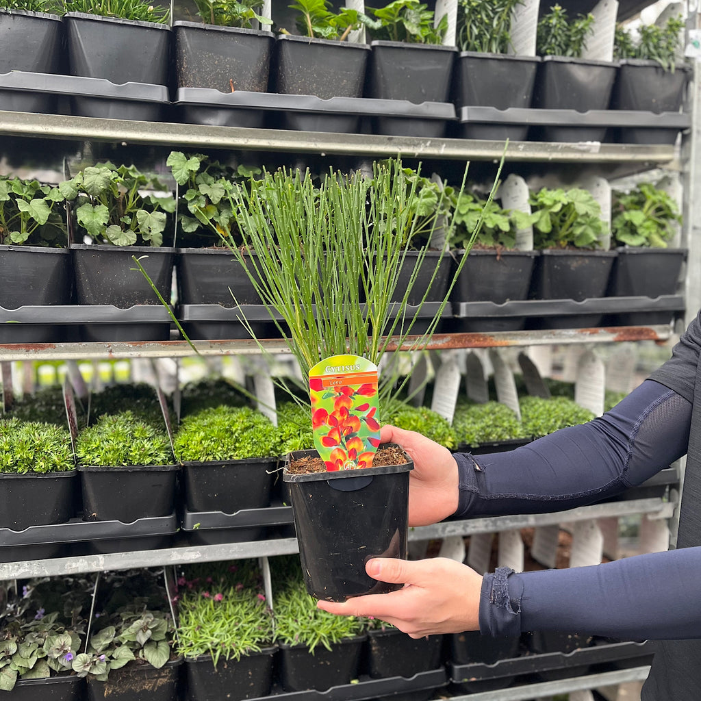 Cytisus (Broom) - 'Lena' Orange 1/2L