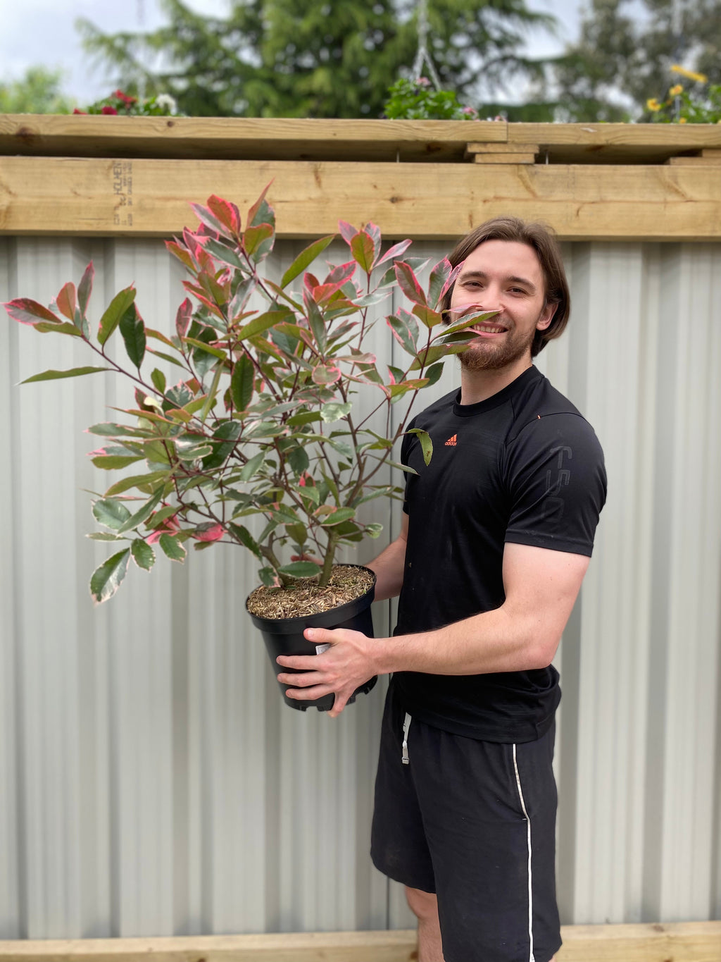 Photina x fraseri 'Louise' 9cm/2L/5L