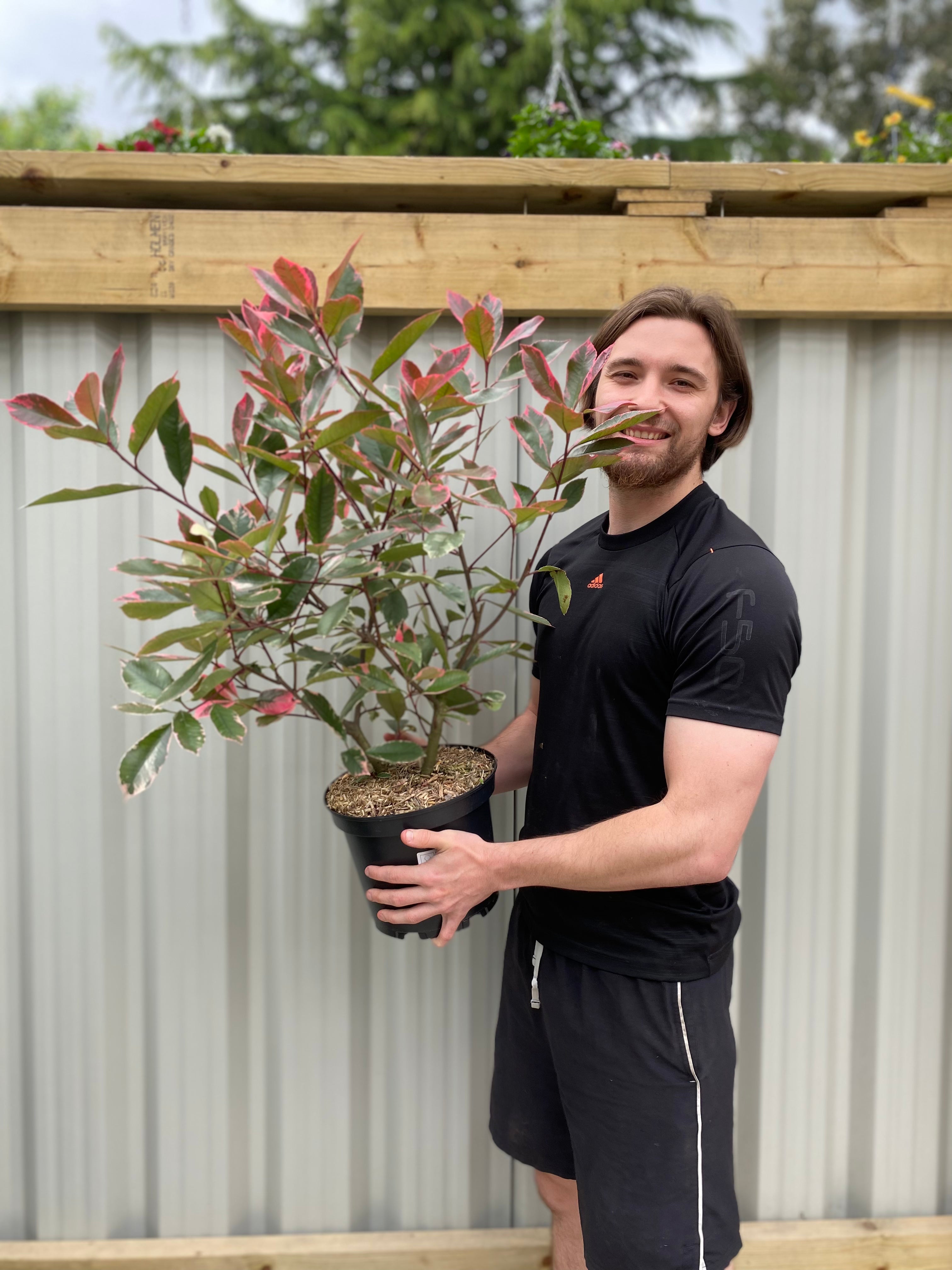 Photina x fraseri 'Louise' 9cm/2L/5L