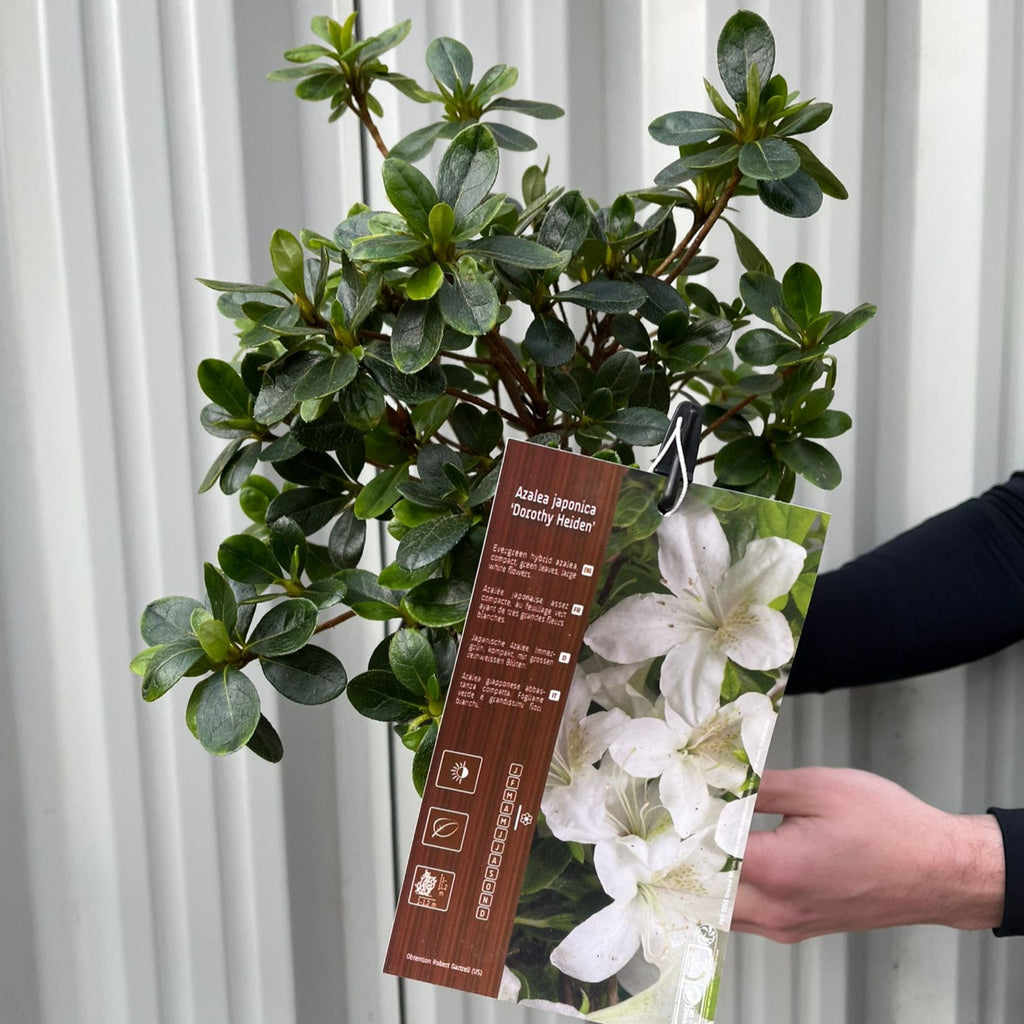 Azalea japonica 'Dorothy Heiden' 2L