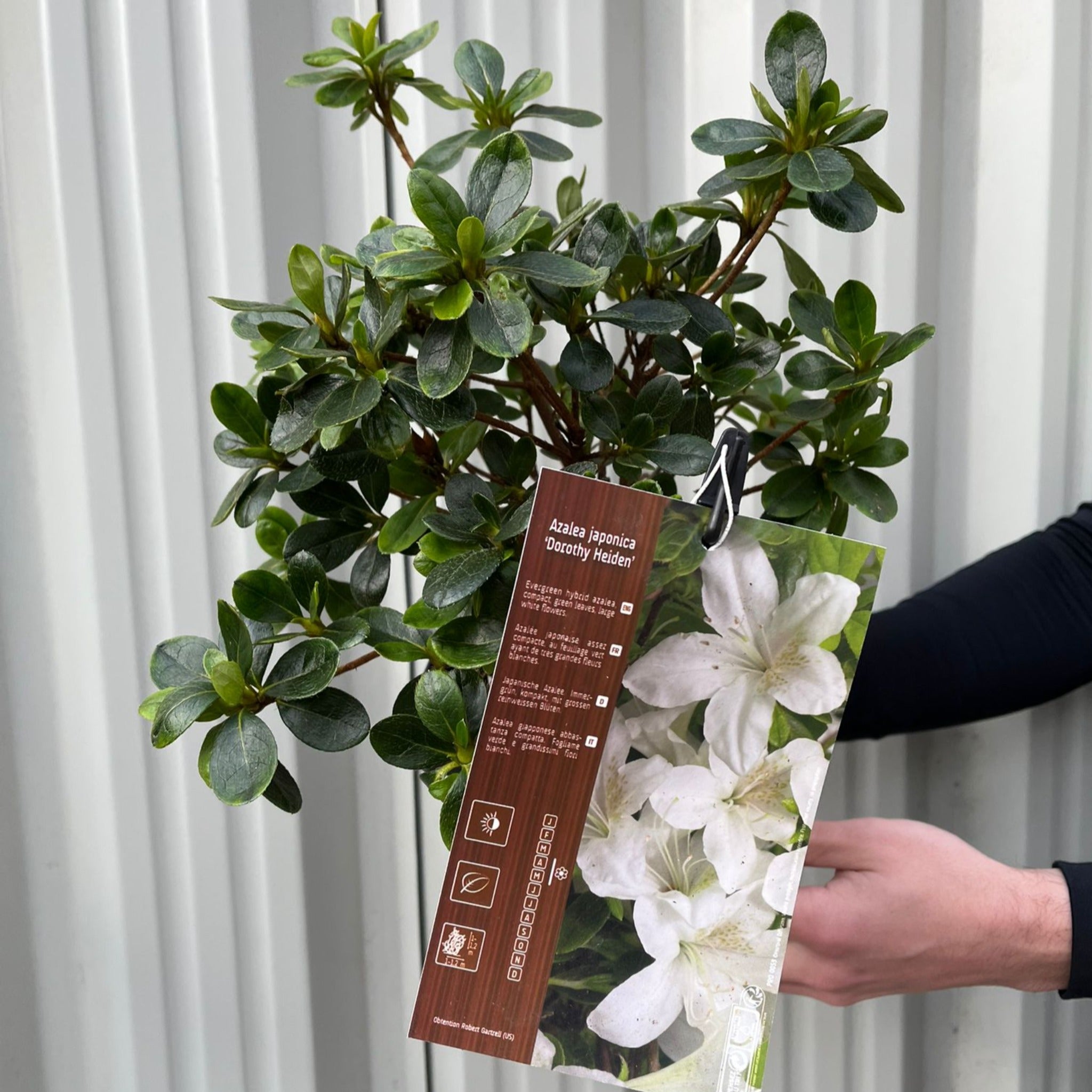 Azalea japonica 'Dorothy Heiden' 2L