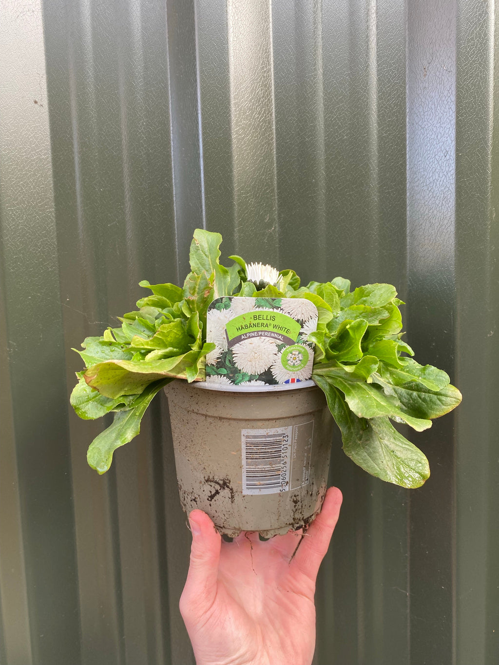 Bellis Daisy Perennial - White 1.5L