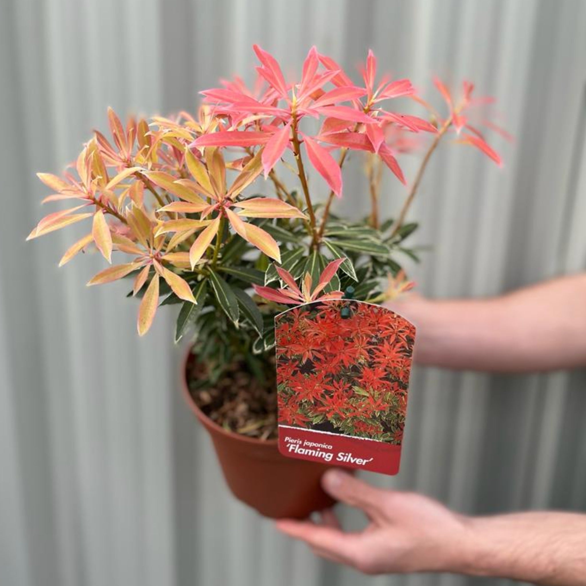 Pieris Japonica ‘Flaming Silver’ 9cm-3L