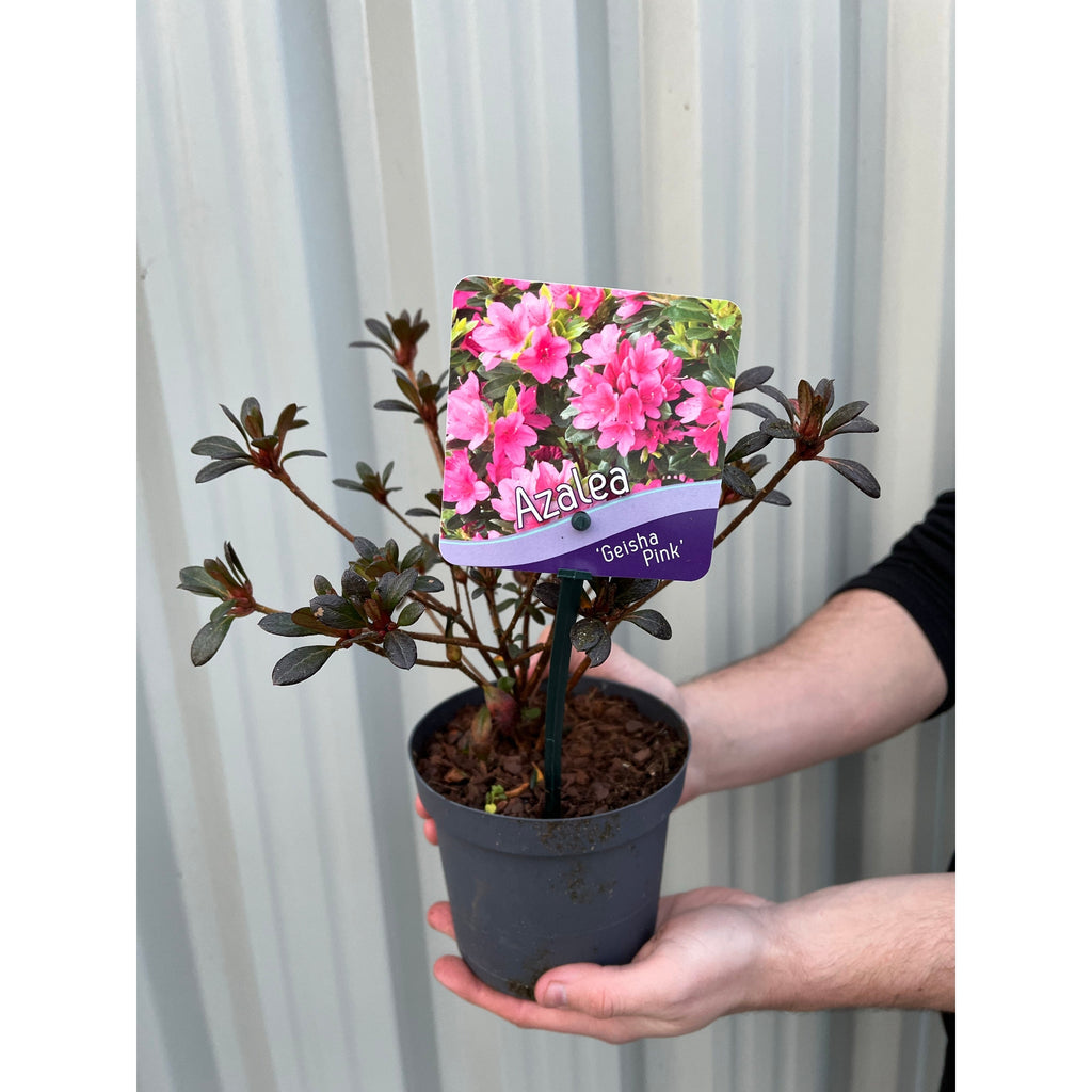 Azalea 'Geisha Pink' 1L