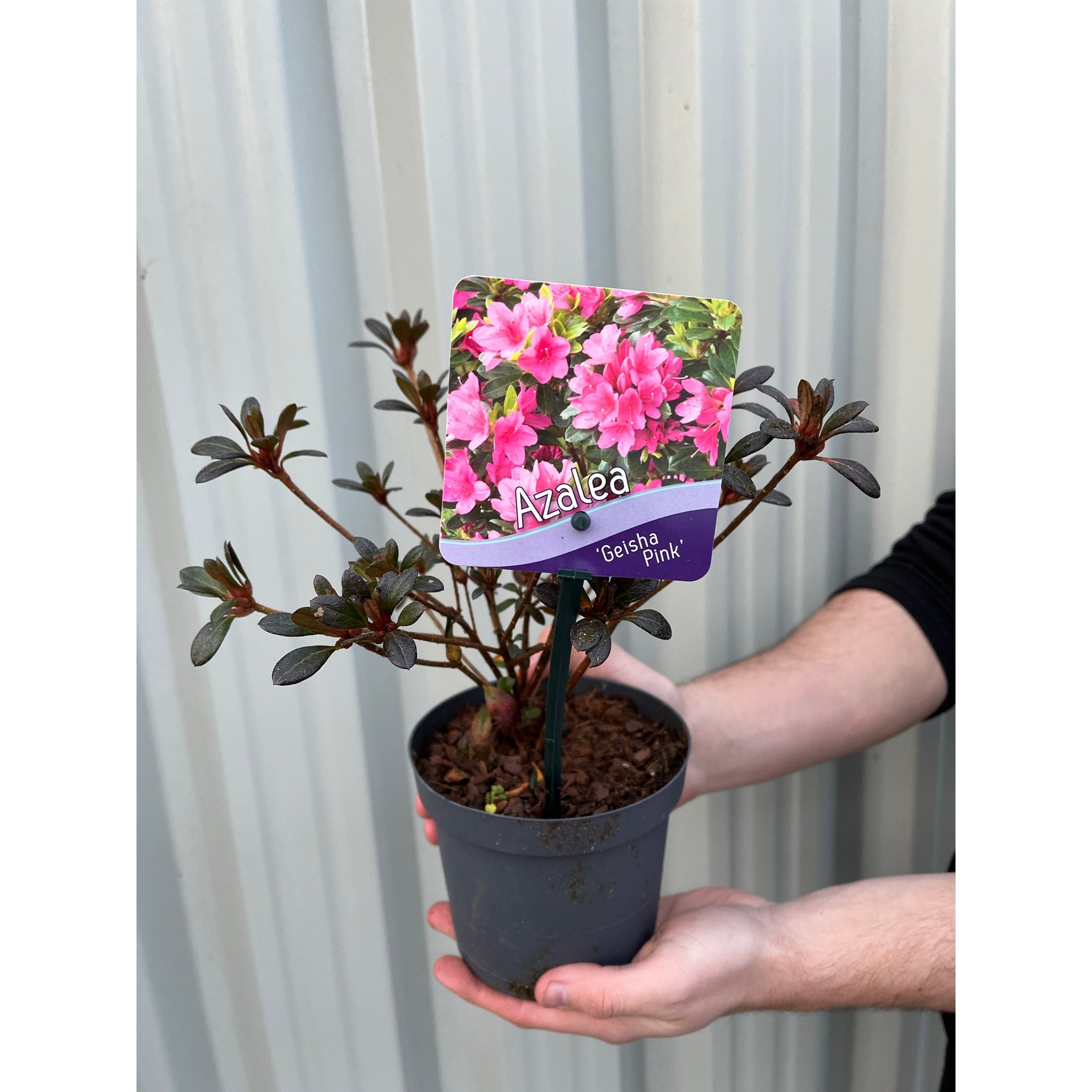 Azalea 'Geisha Pink' 1L