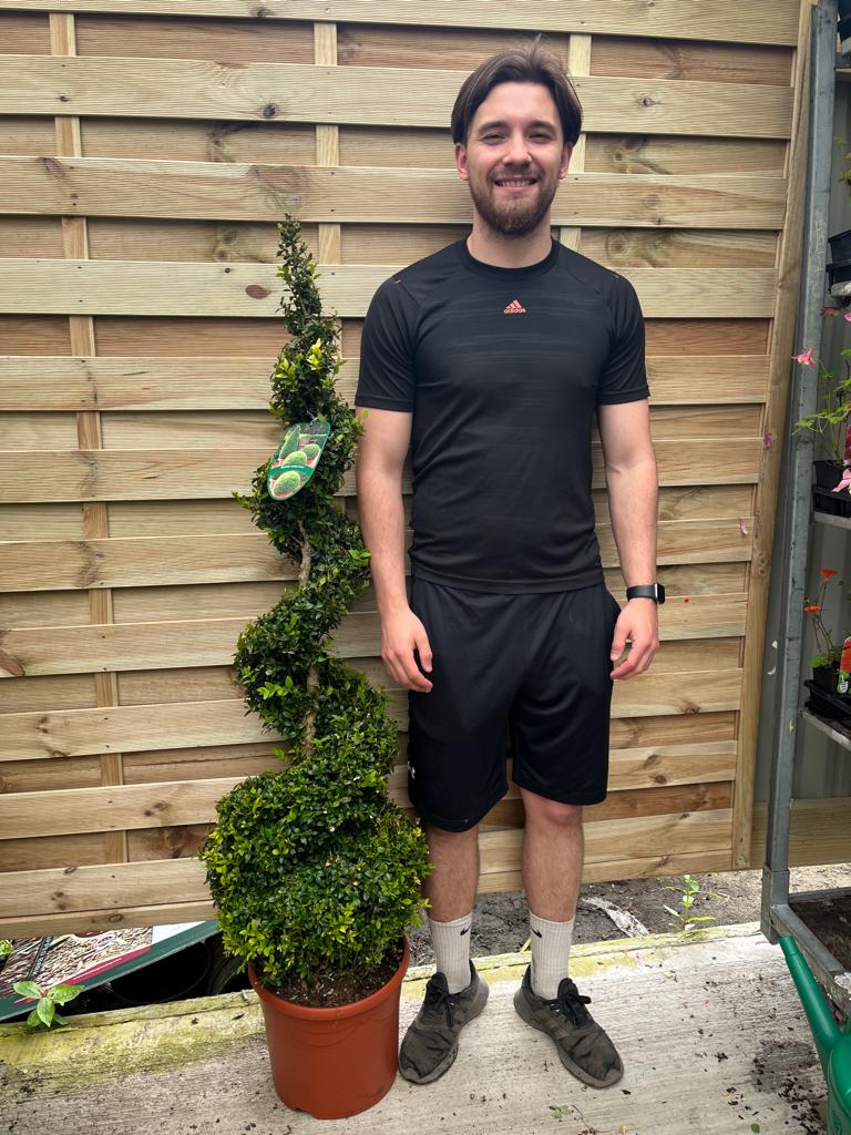 Buxus Spiral 1.4-1.5m | Buxus sempervirens Topiary | Box Spiral