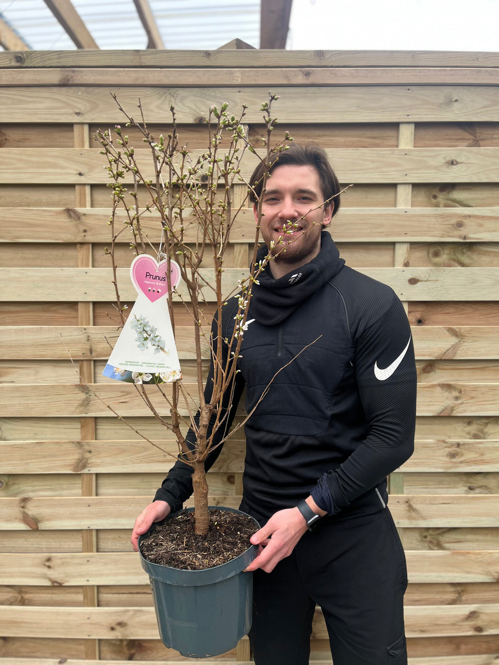 Ornamental Flowering Cherry Blossom Tree -  Nipponica ‘Brilliant' 7.5L 1m