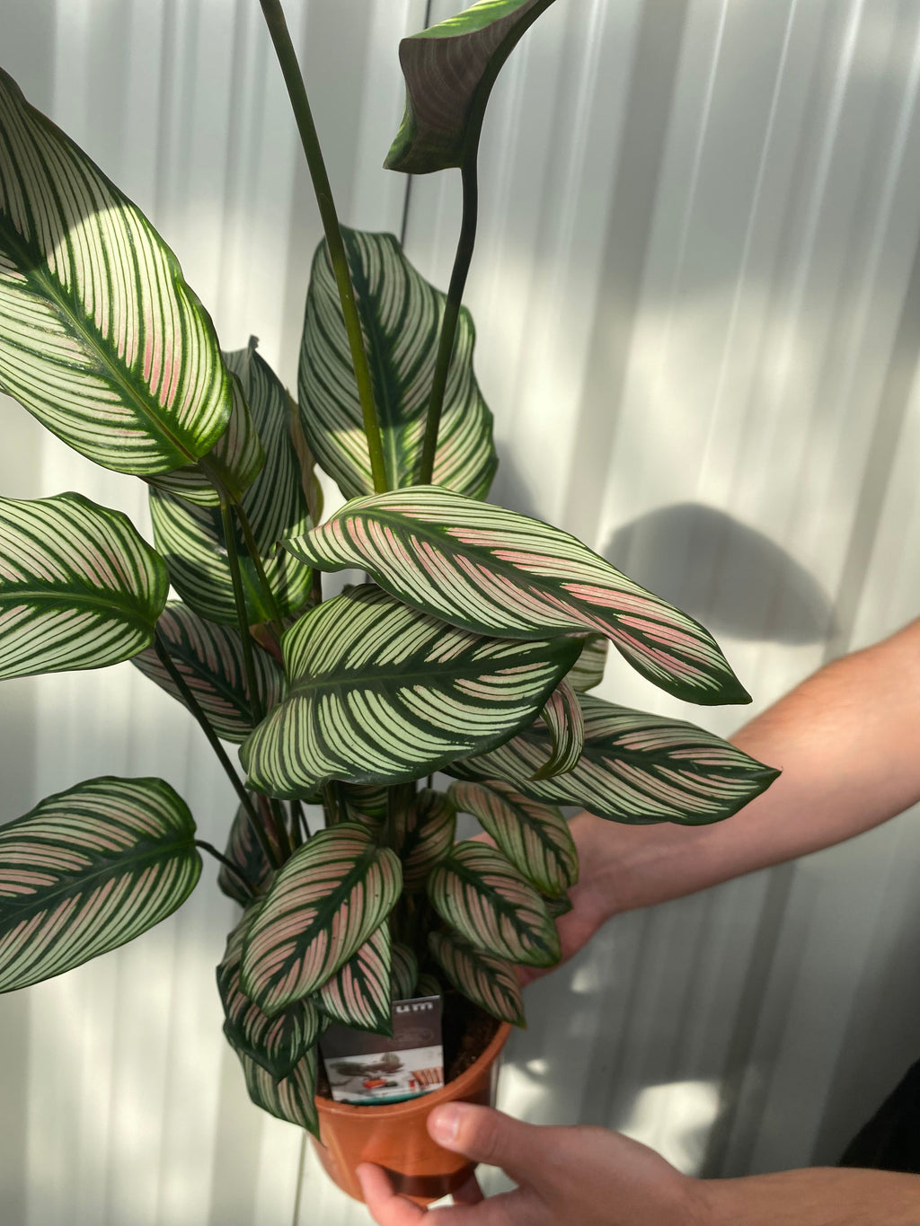 Calathea whitestar 50cm