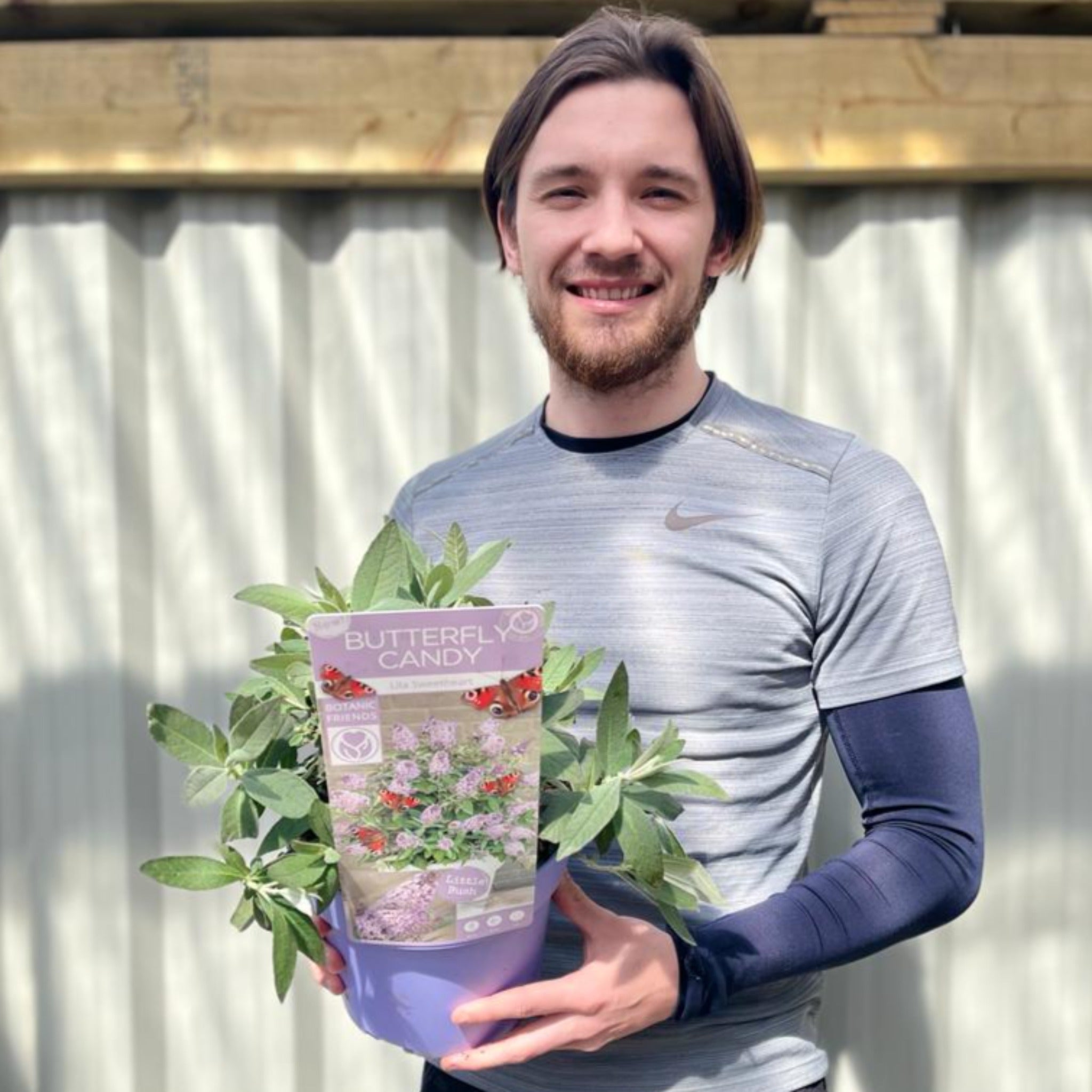 Buddleja Butterfly Candy 'Lila Sweatheart' 9cm/1L/2L/3L