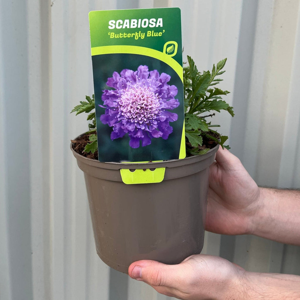 Scabious 'Flutter Deep Blue' 2L