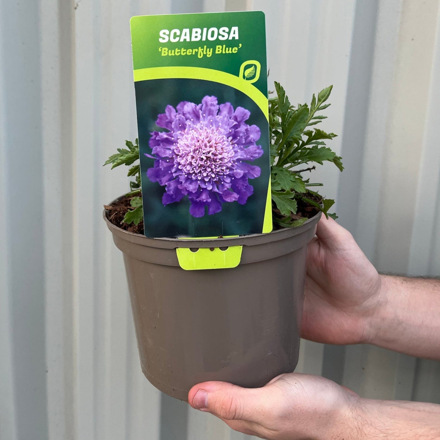 Scabious 'Flutter Deep Blue' 2L