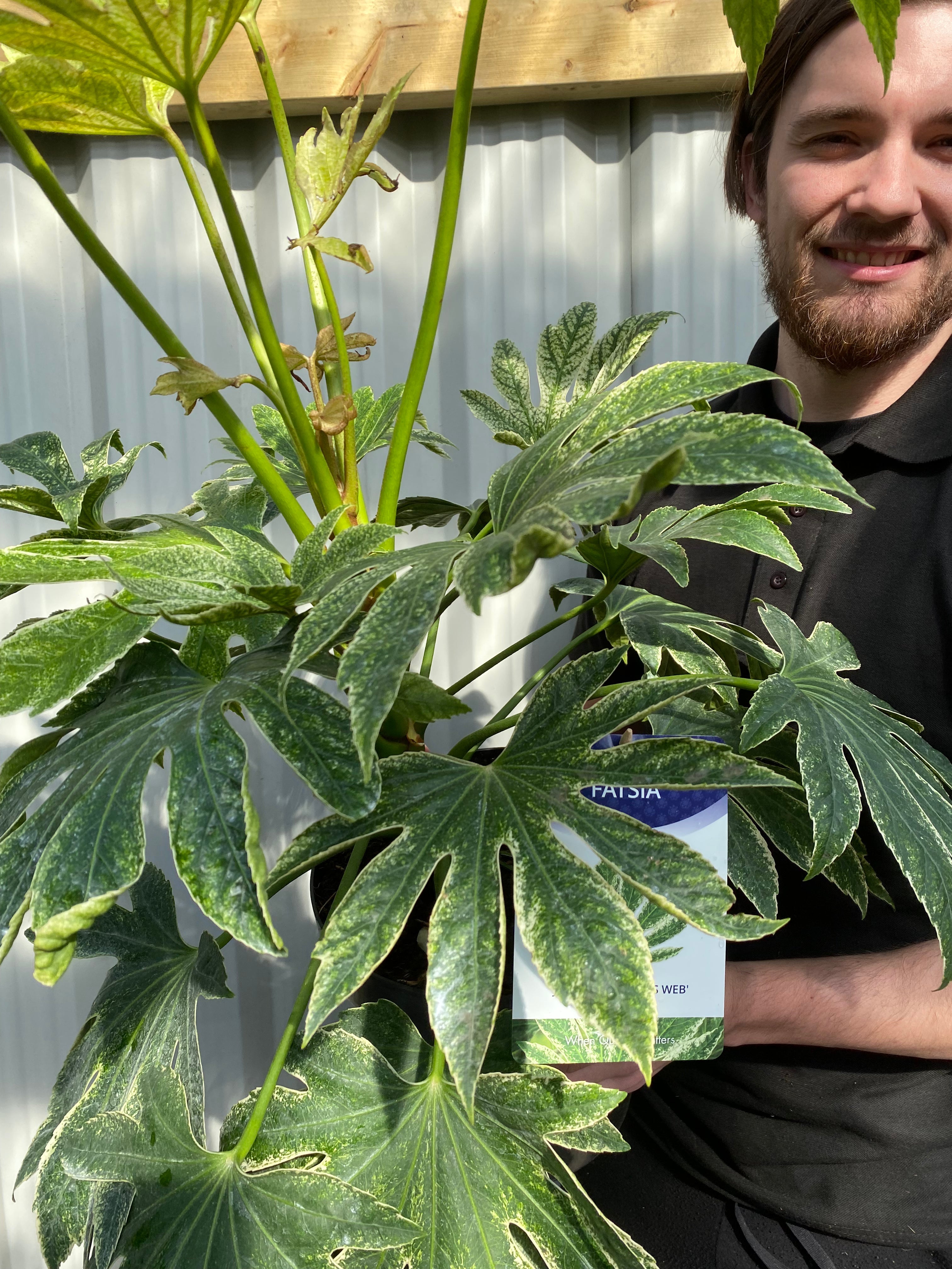 Fatsia japonica 'Spider's Web' 9cm-7.5L