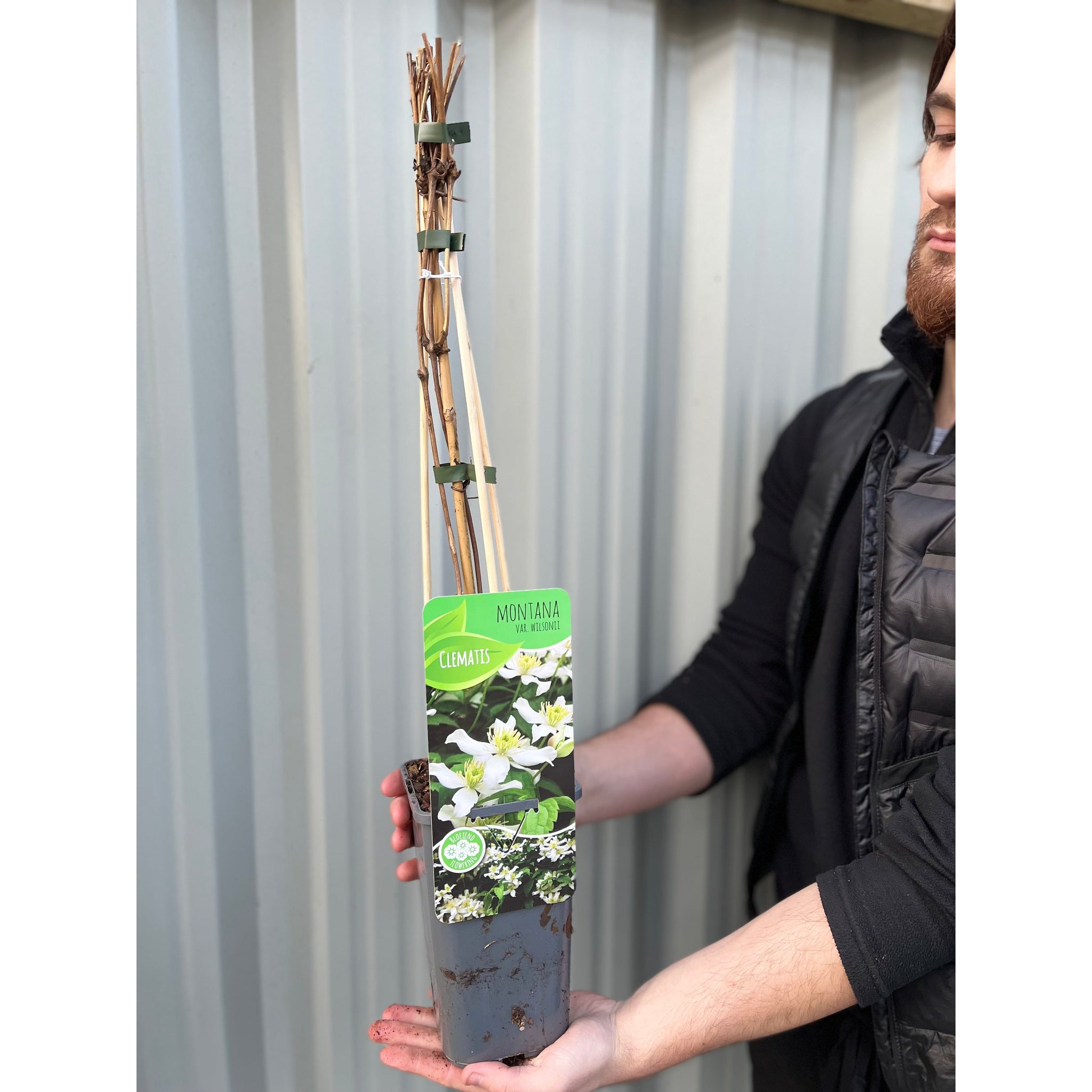 Clematis montana var. Wilsonii 60cm