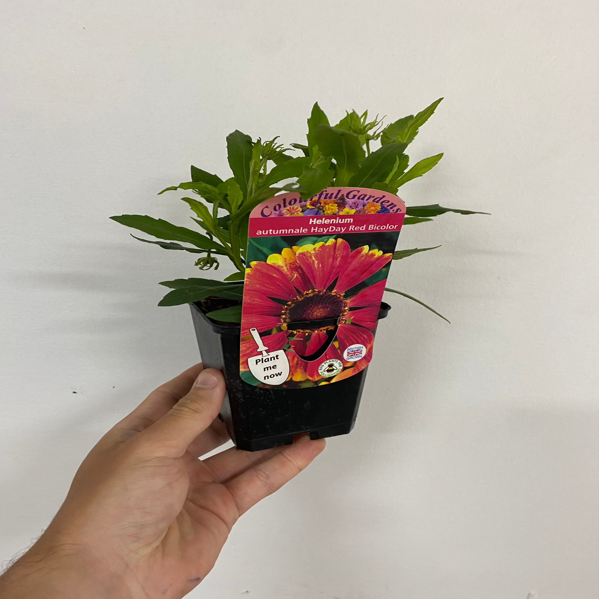 Helenium autumnale 'HayDay Red Bicolor' 9cm