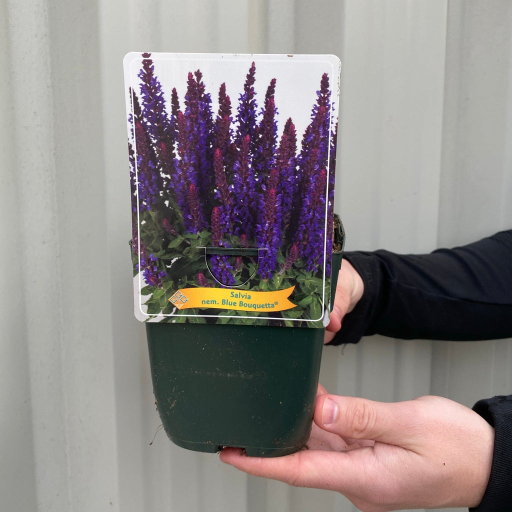 Salvia - Blue Bouquetta 1.5L