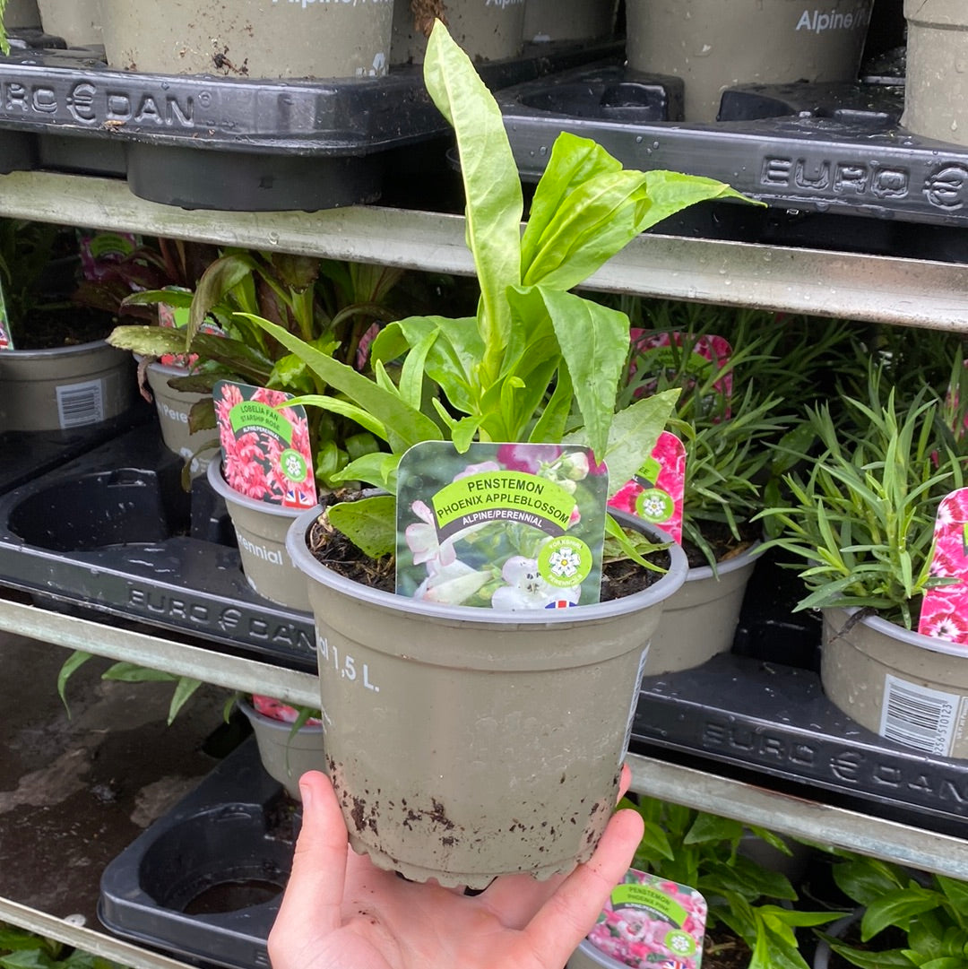 Penstemon Arabesque 'Appleblossom' 9cm/1.5L/2L