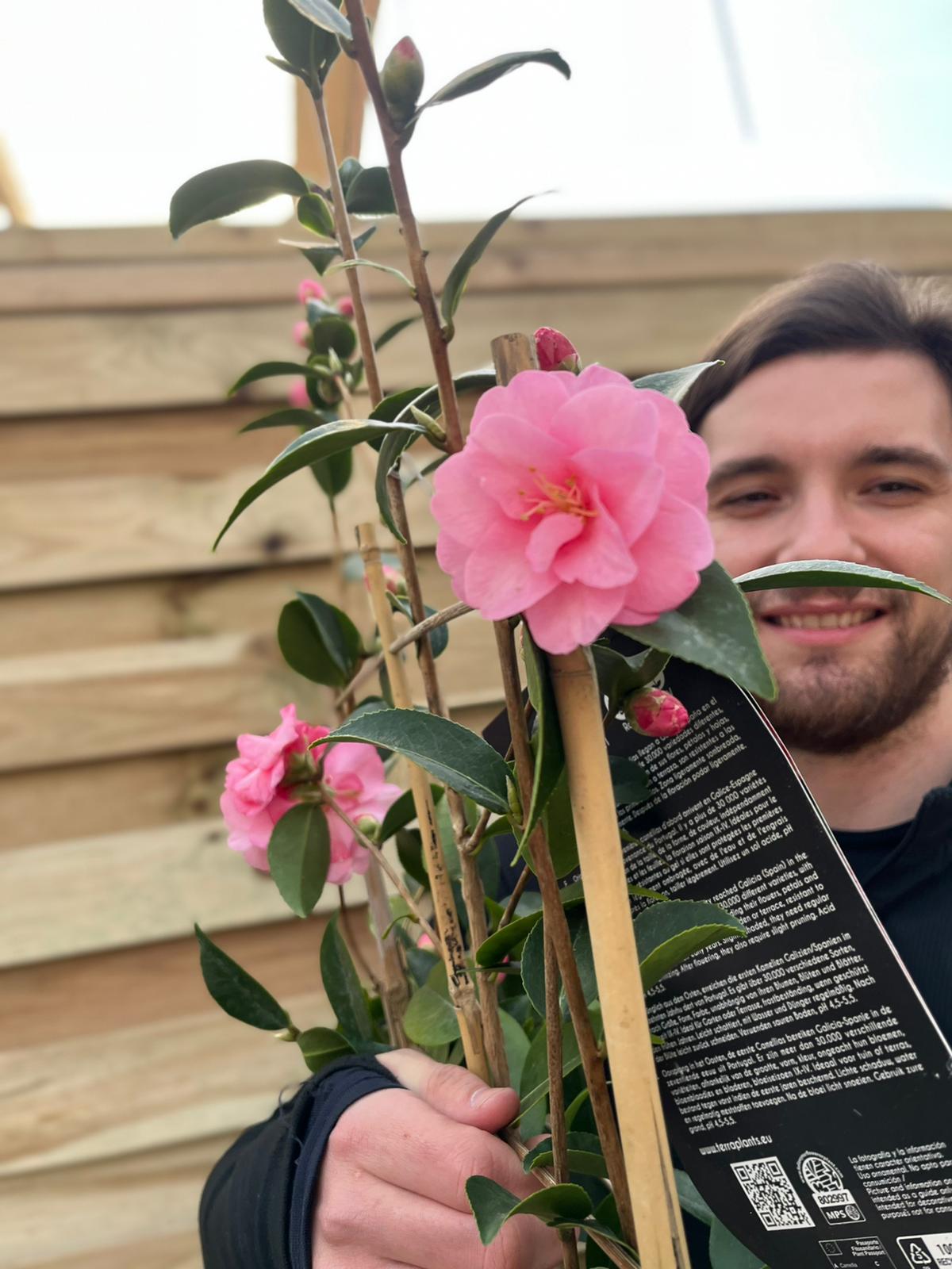 Camellia on frame 'Spring Festival ' 5L (100cm)