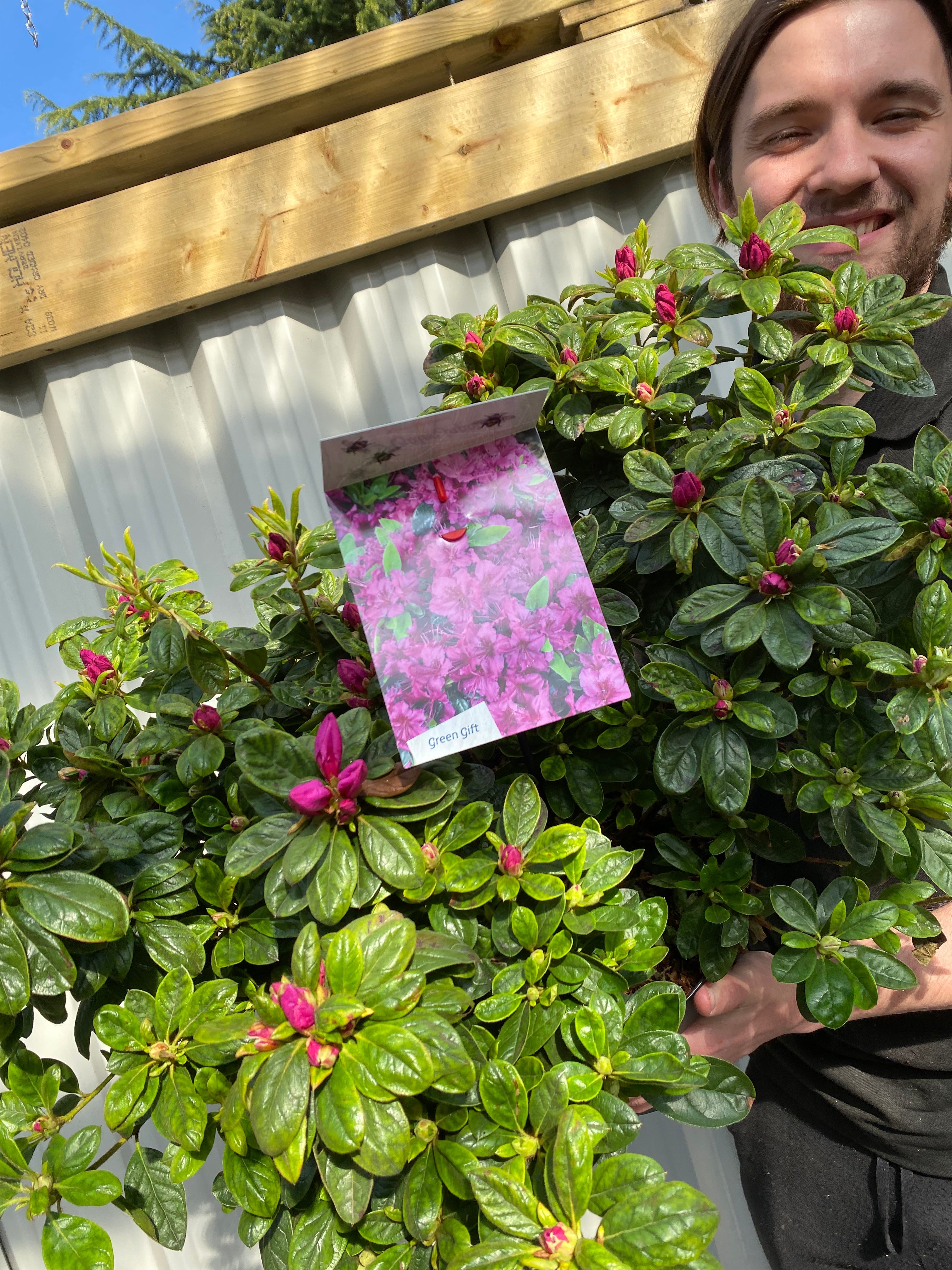 Azalea 'Koningstein' 10L