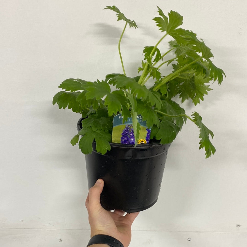 Delphinium elatum Guardian Blue 3L