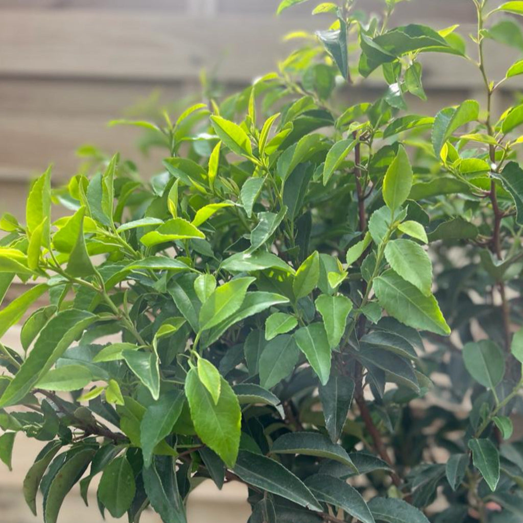 Portuguese Laurel | Prunus lauroceras 'Angustifolia' (Multibuy Offers Available)
