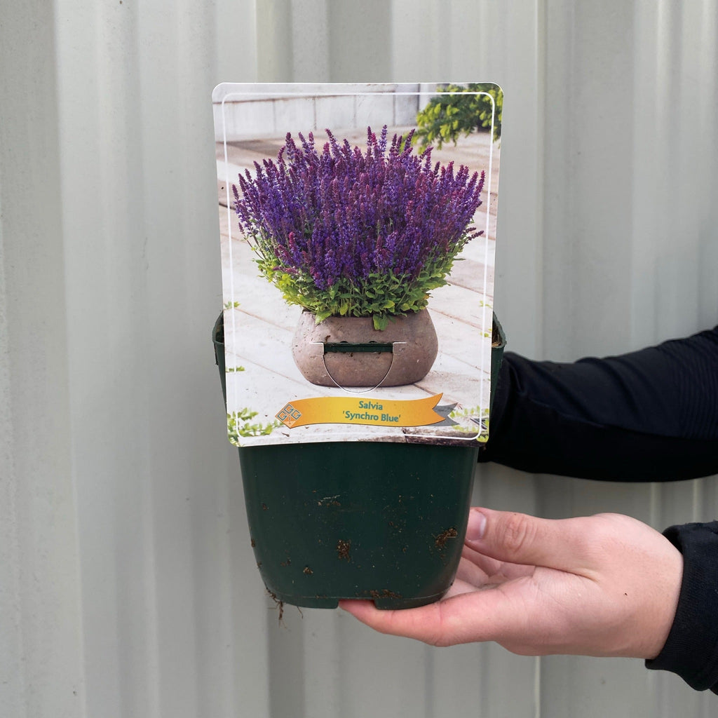 Salvia - Synchro Blue 1.5L