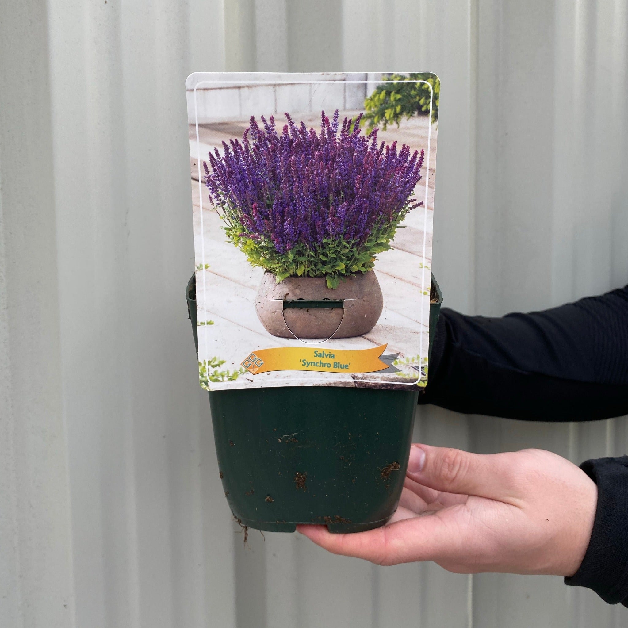 Salvia - Synchro Blue 1.5L