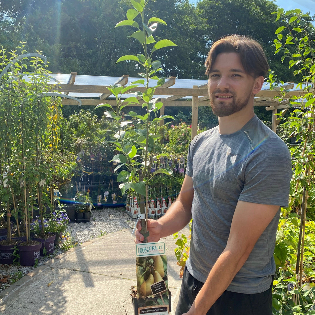 Pyrus communis 'Conference' - Small Pear Tree