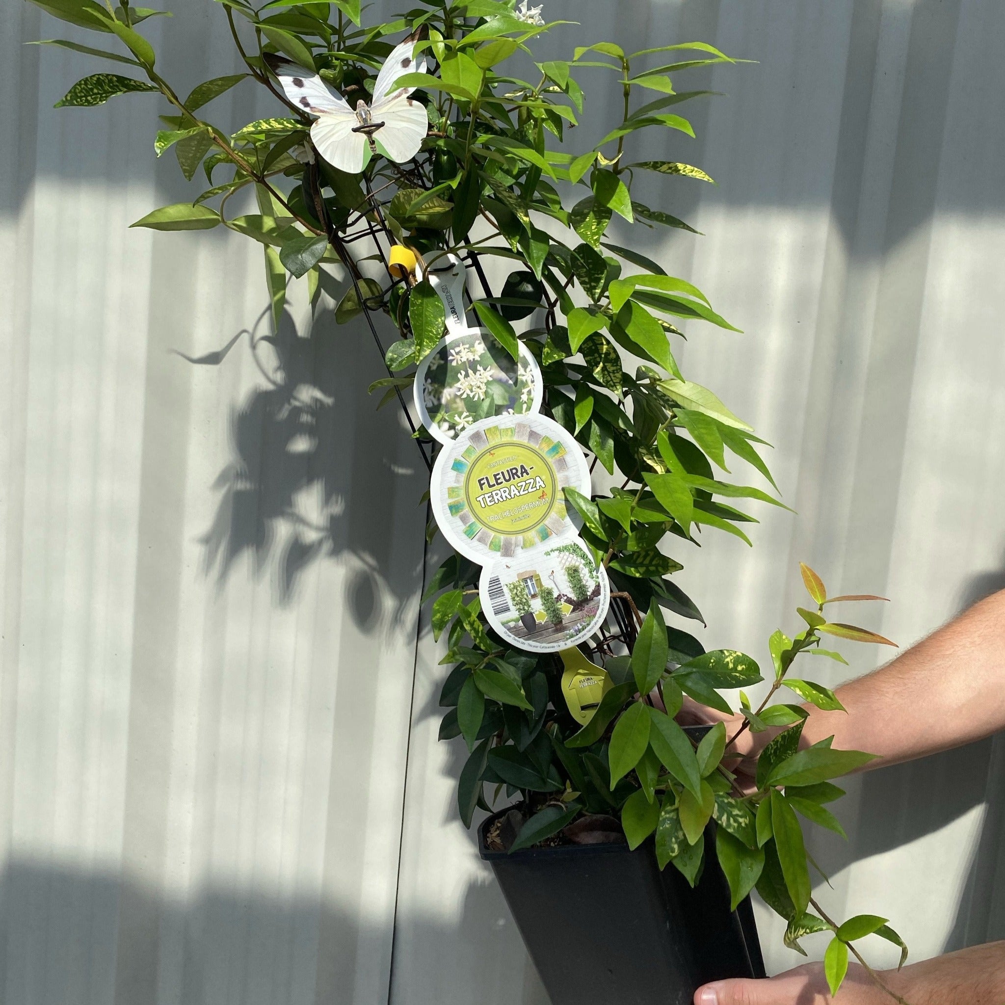 Evergreen Star Jasmine | Trachelospermum jasminoides | Climber