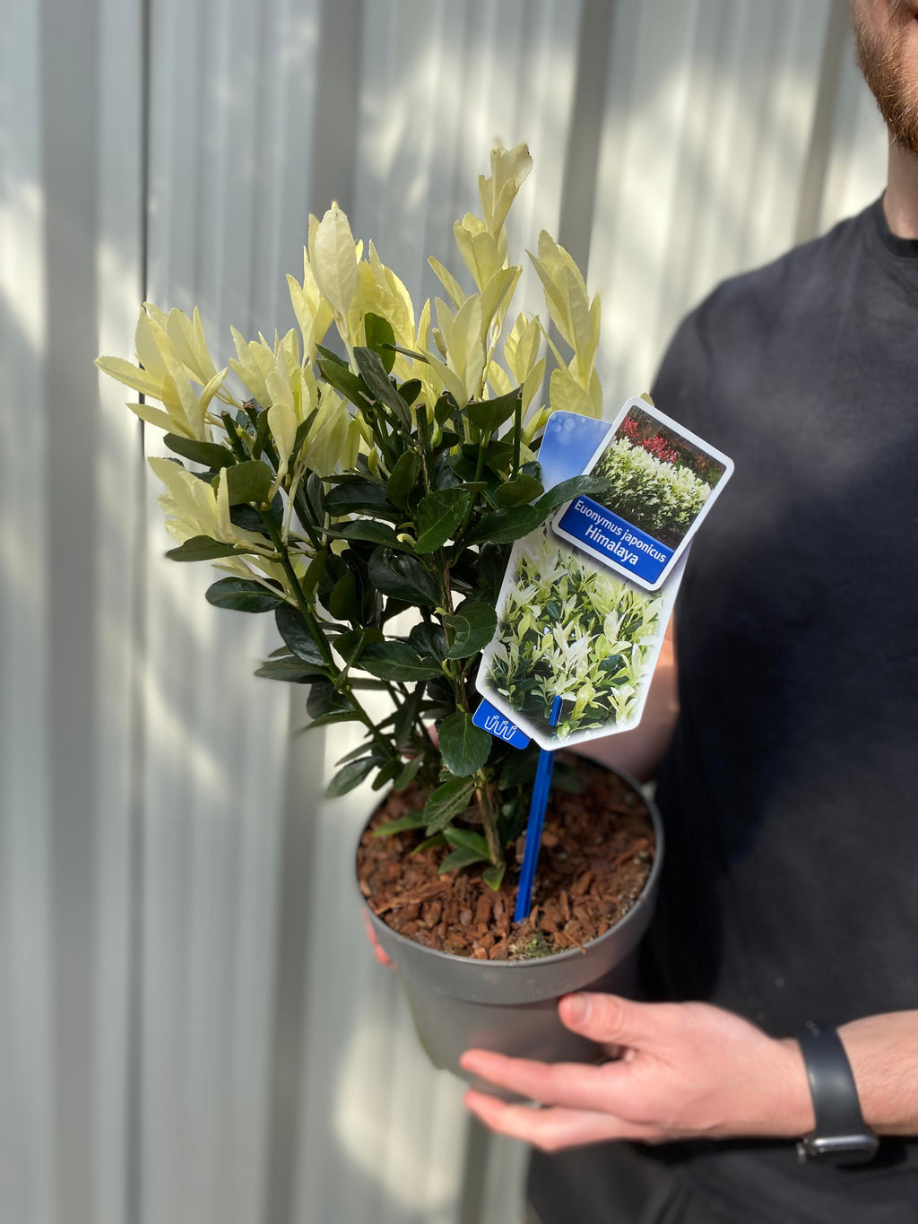 Euonymus japonica 'Himalaya' 9cm/2L/5L