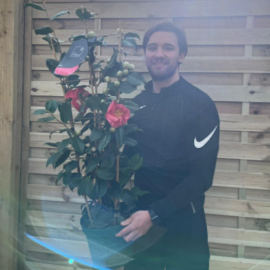 Camellia on frame 'Rosa' 5L (100cm)