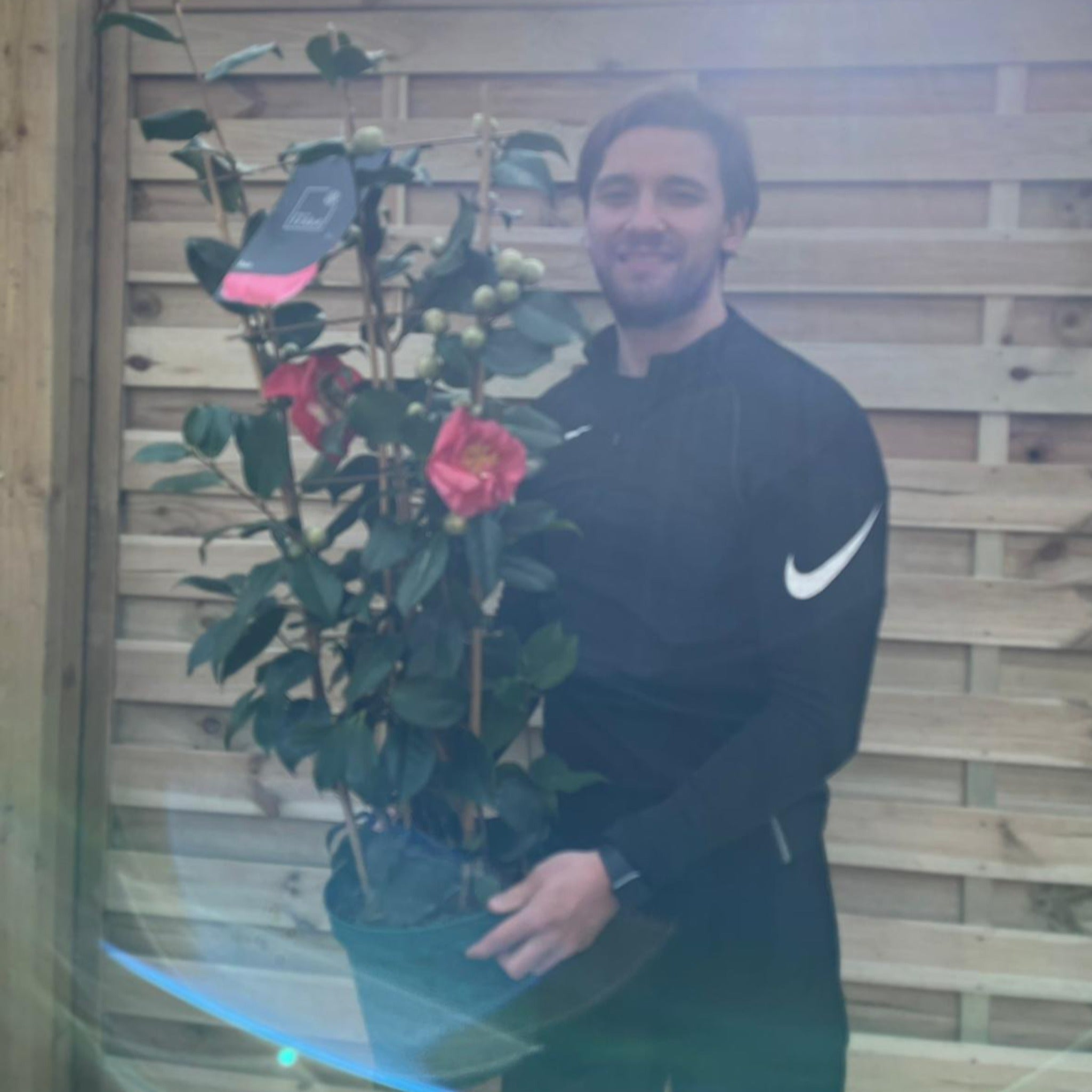 Camellia on frame 'Rosa' 5L (100cm)