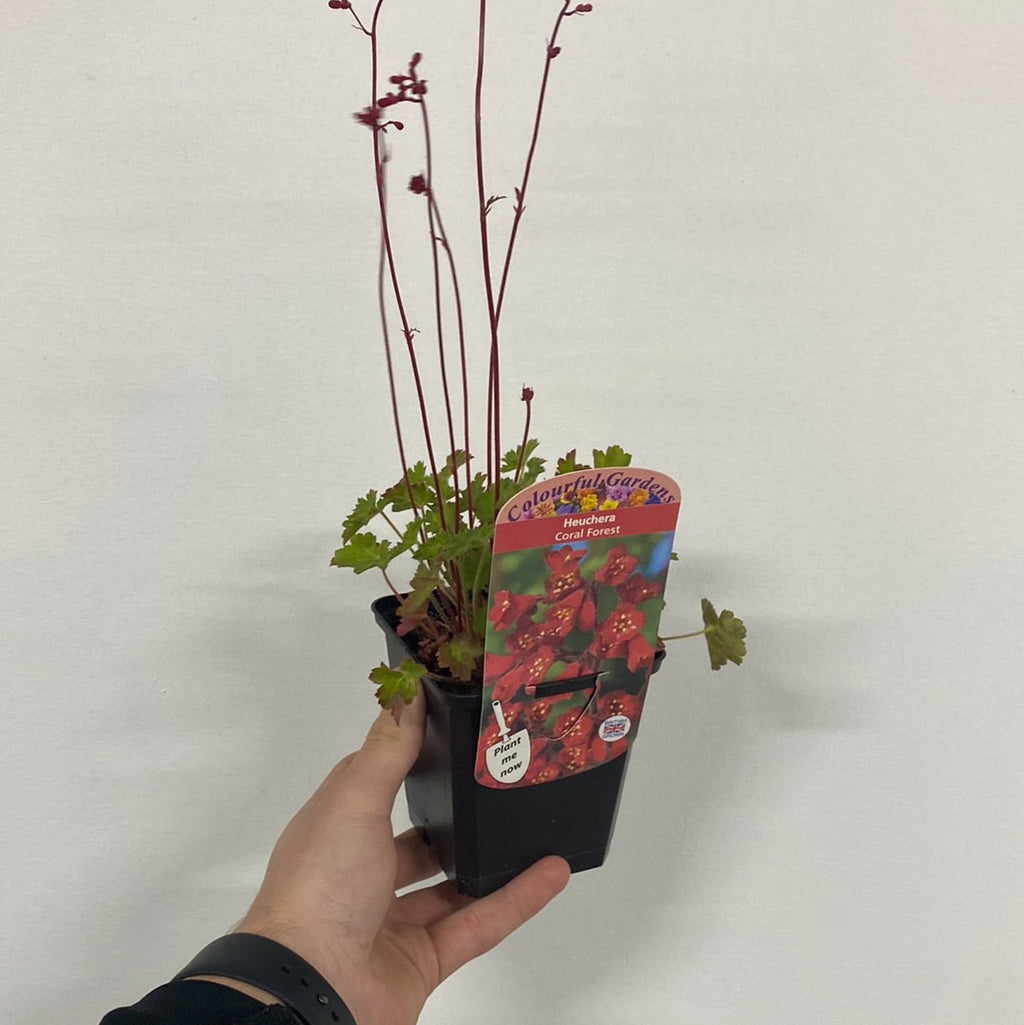 Heuchera 'Coral Forest' 9cm