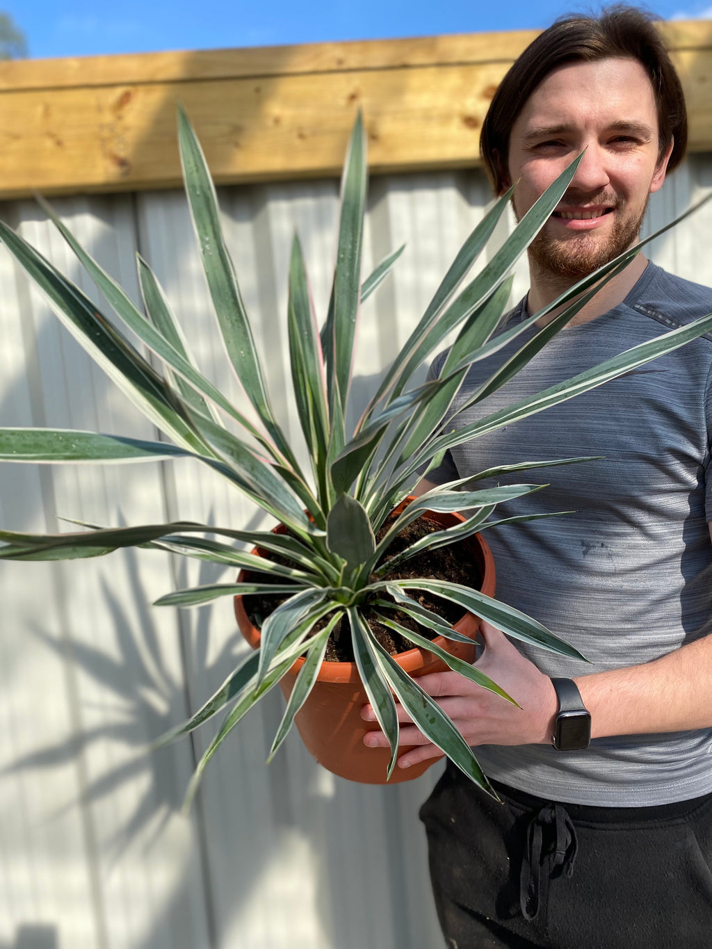 Yucca Variegata 7.5L