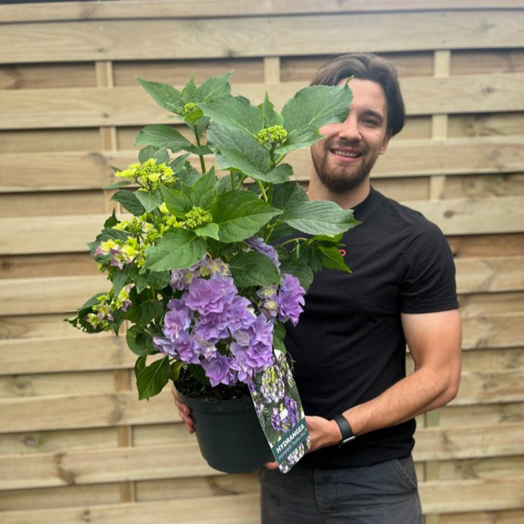 Hydrangea macrophylla 'Feather Blue' 5L