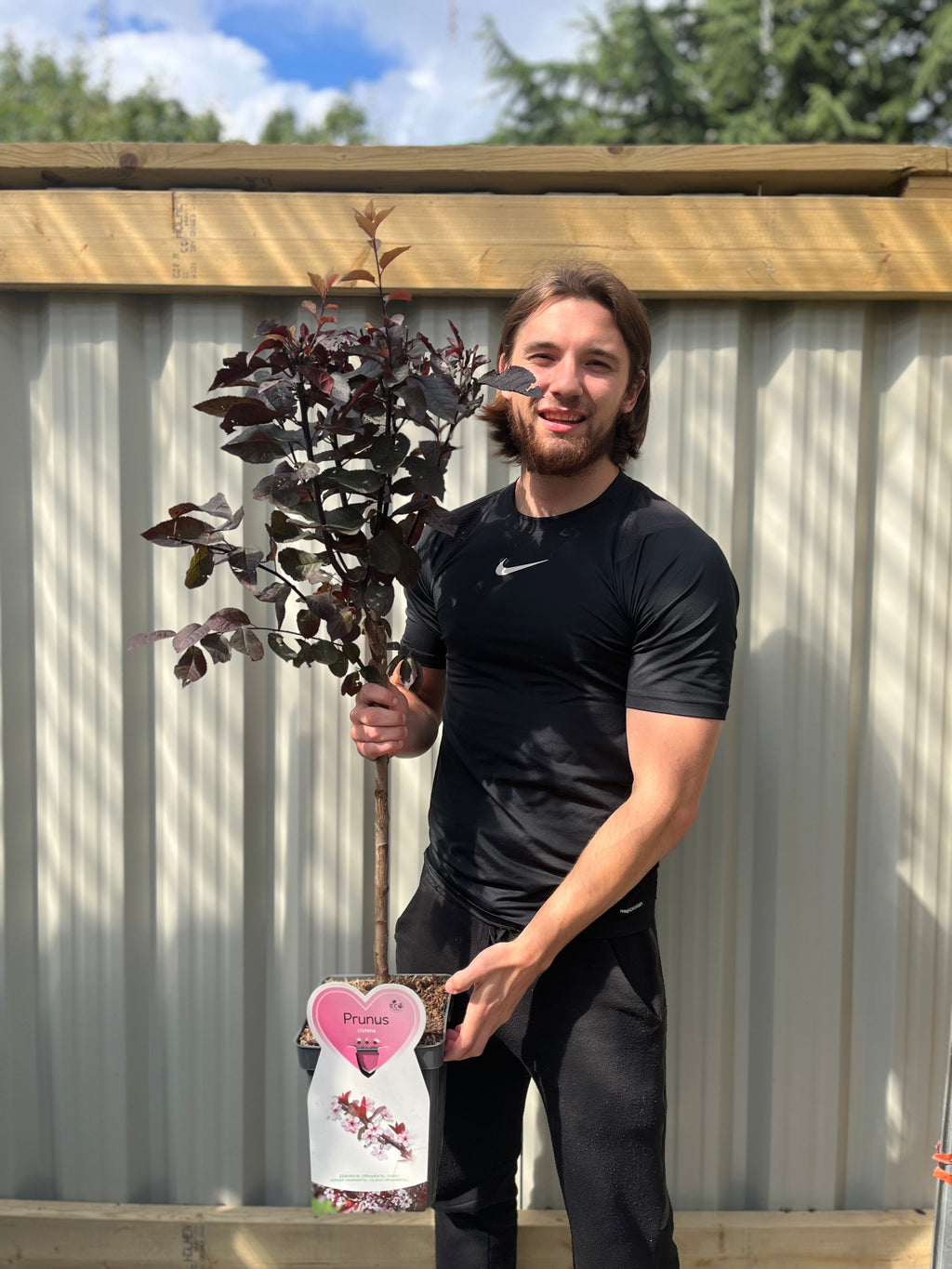 Dwarf/Patio Ornamental Flowering Cherry Blossom Tree - 'Cistena' 100-120cm