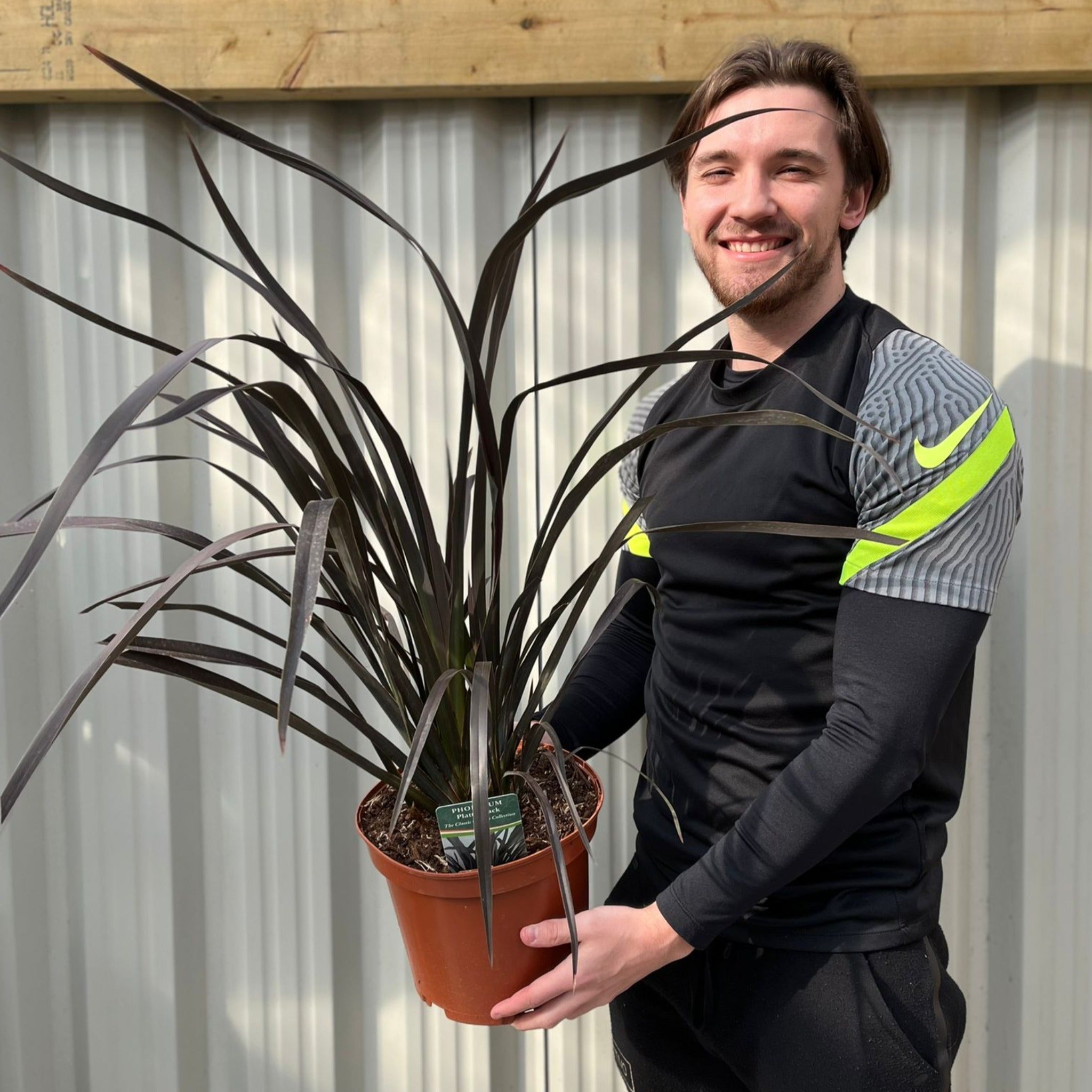 Phormium 'Platts Black' 3L/5L/10L