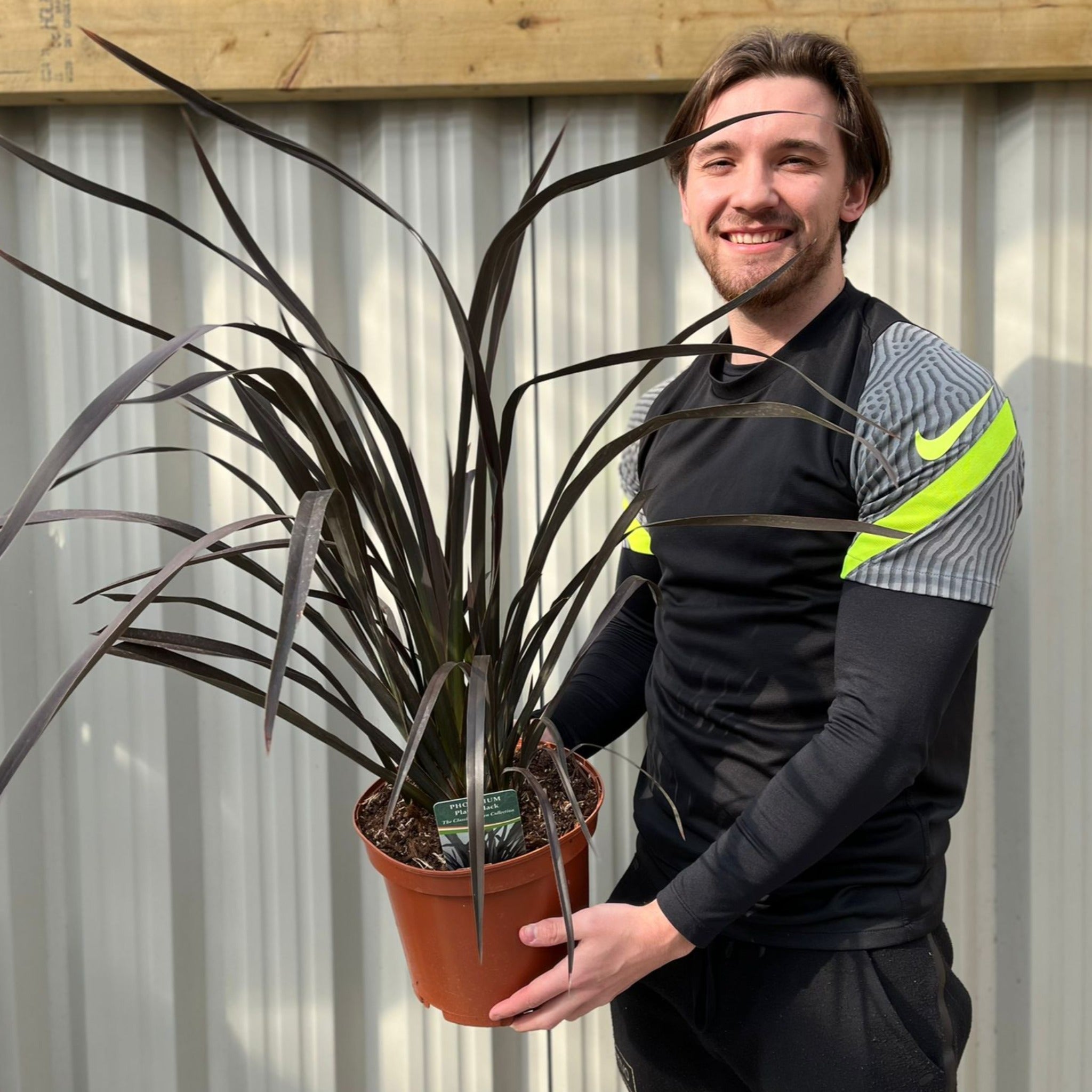 Phormium 'Platts Black' 3L/5L/10L