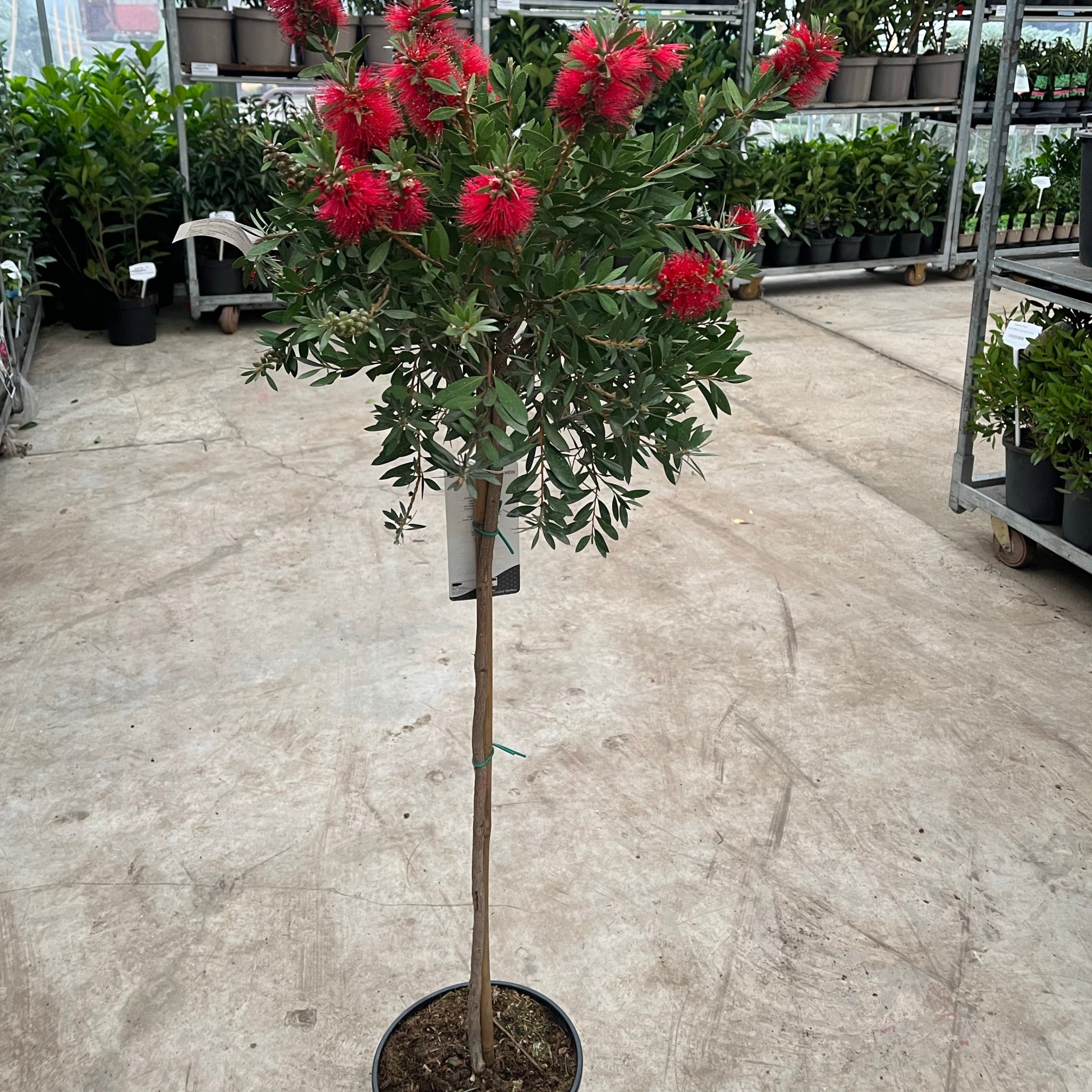 Standard Callistemon 'Kingpark' (Bottle Brush) 4L (90-100cm)