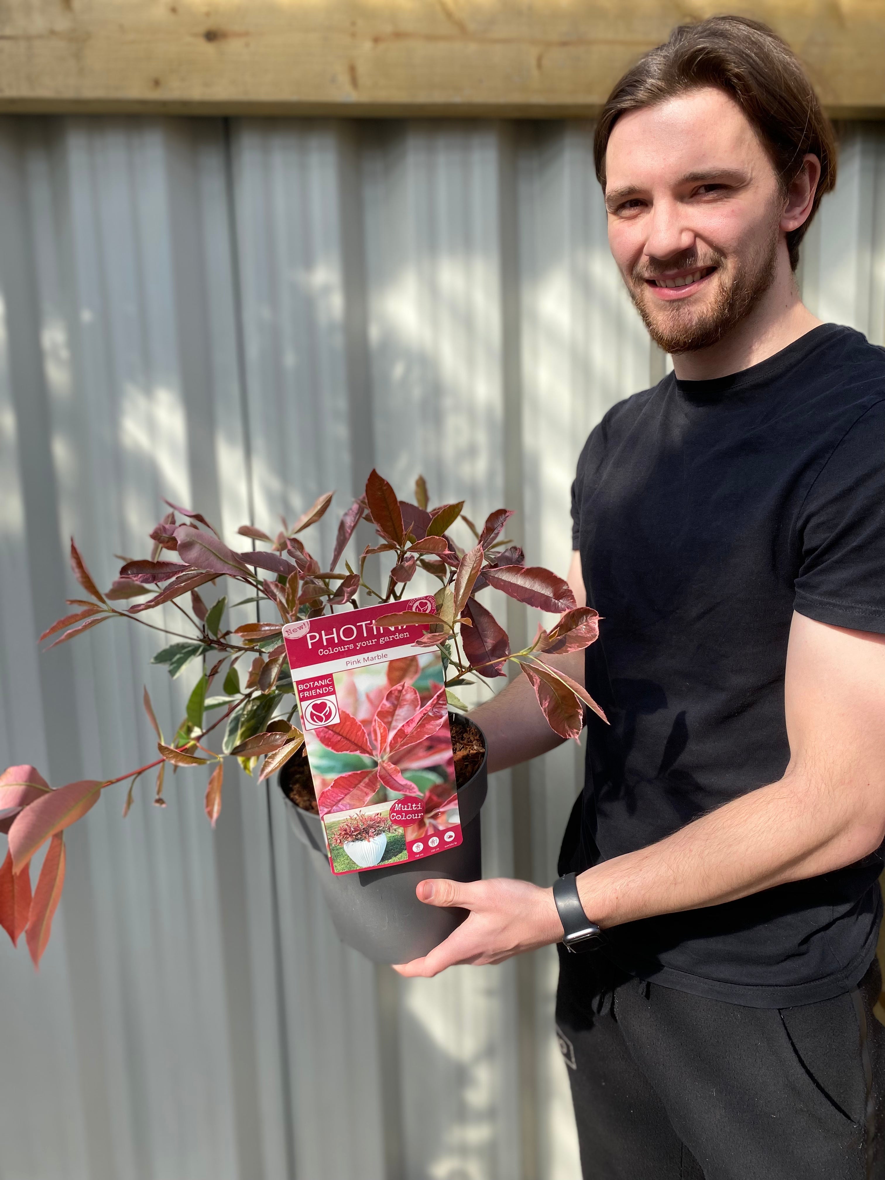 Photinia fraseri 'Pink Marble' 3L