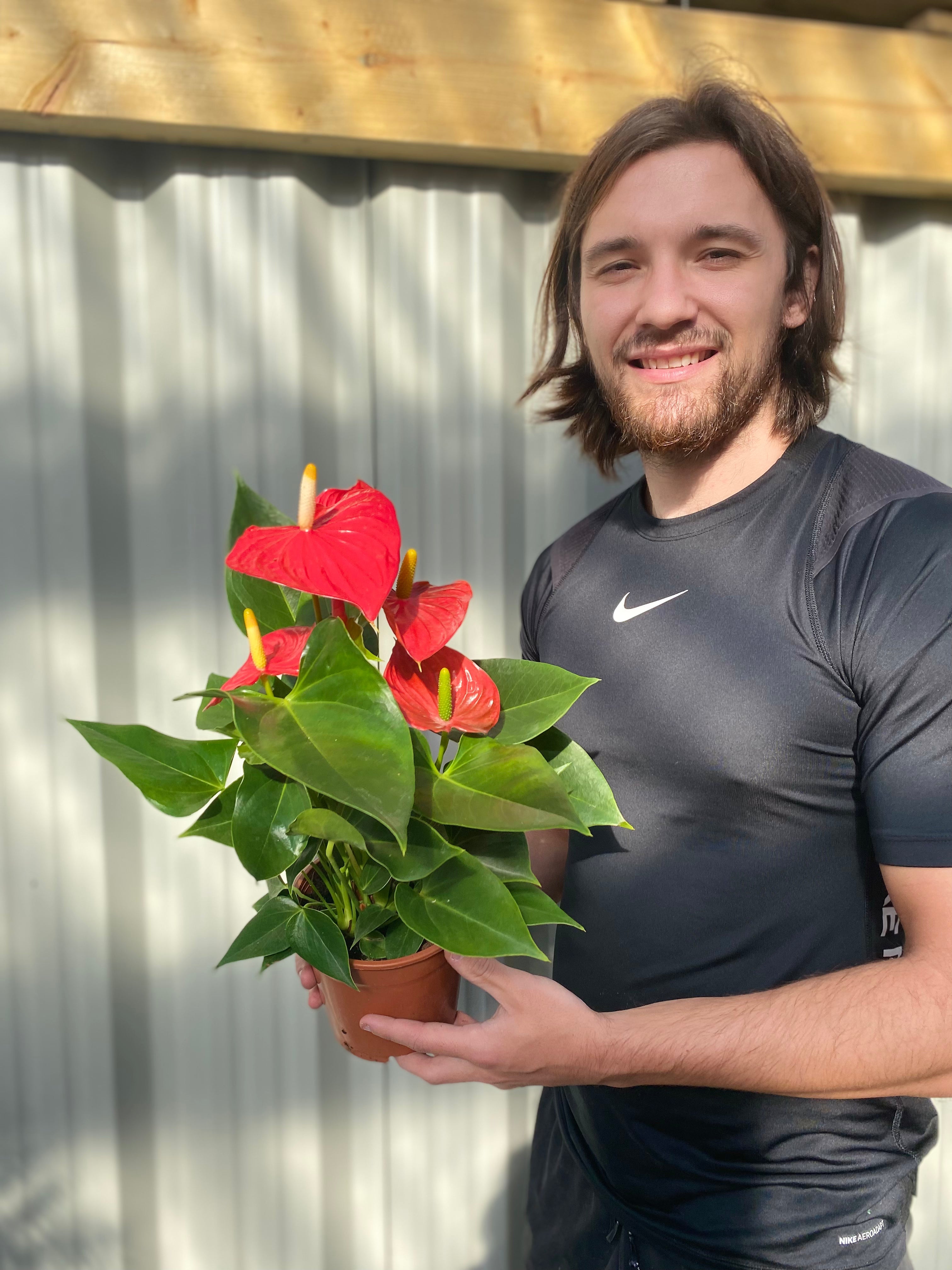 Anthurium - Red 40-50cm