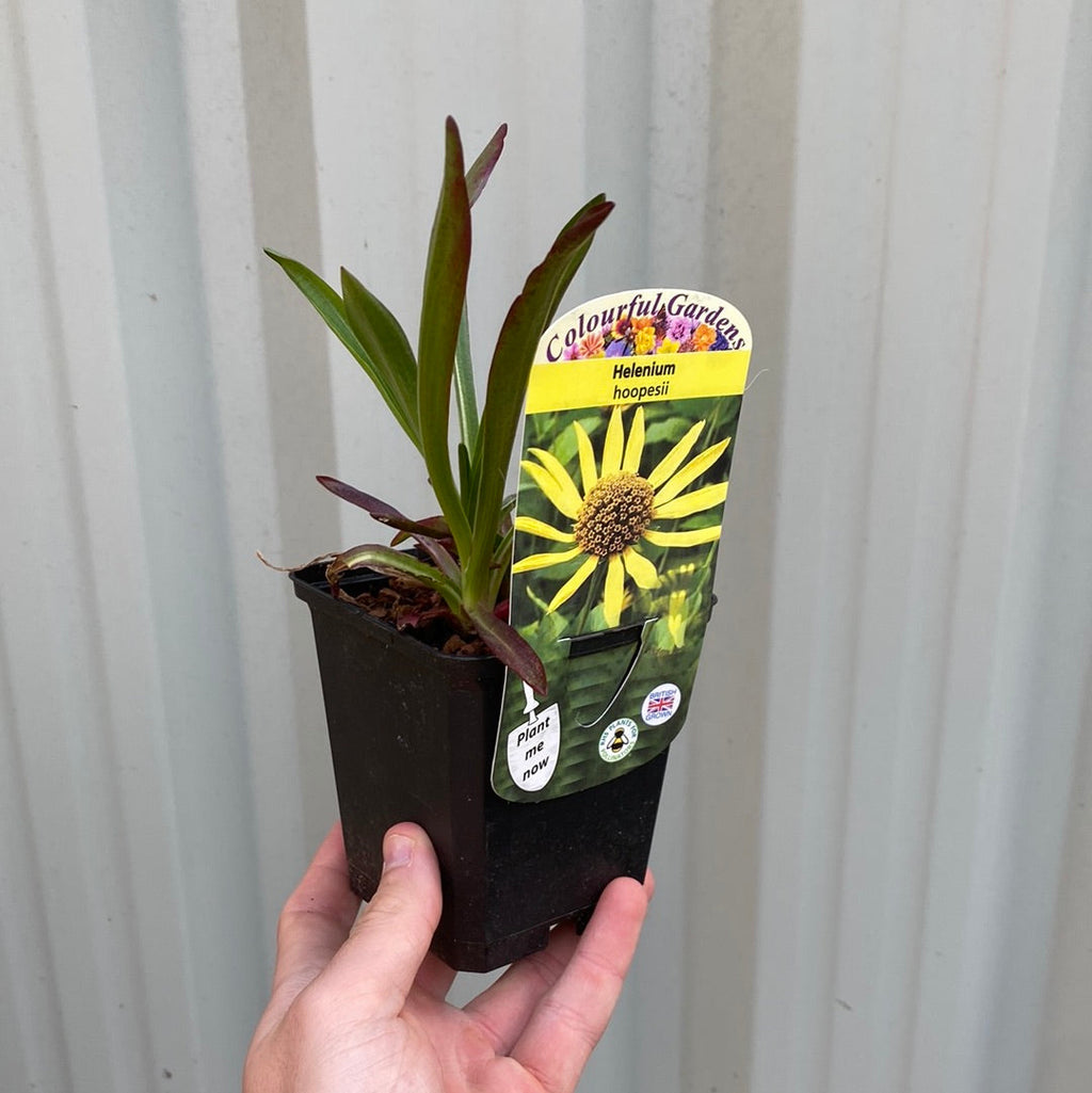 Helenium 'hoopesii' 9cm Pot