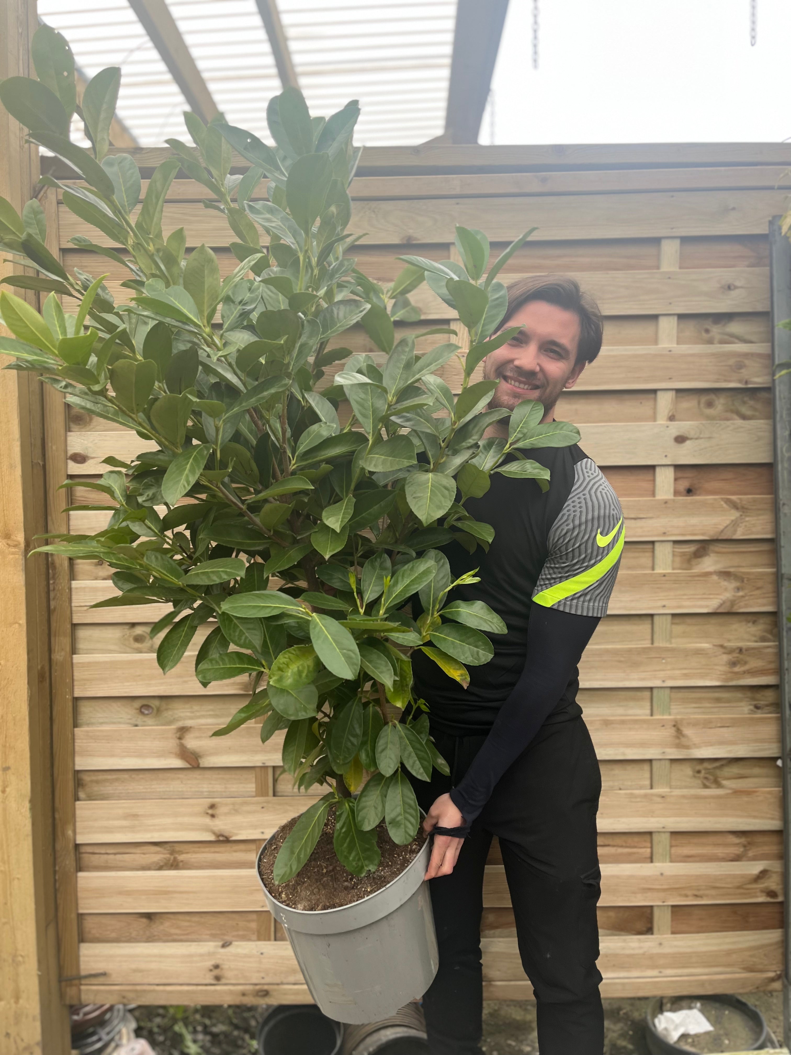 7ft Established Bushy Potted Cherry Laurel Hedge Plants 200-210cm (Multi-Buy Offers Available)